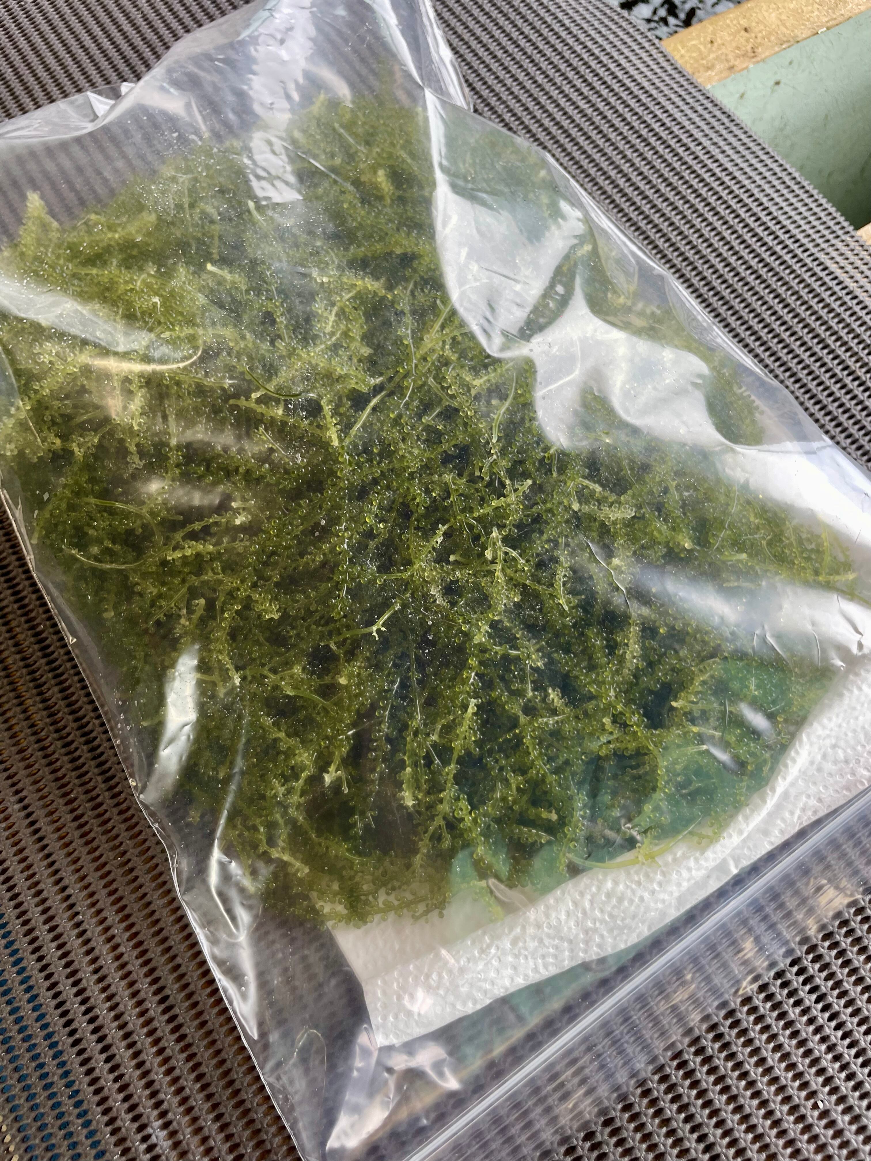 朝採れ鮮度抜群！養殖場より安心直送】宮古島産海ぶどう2kg《送料無料