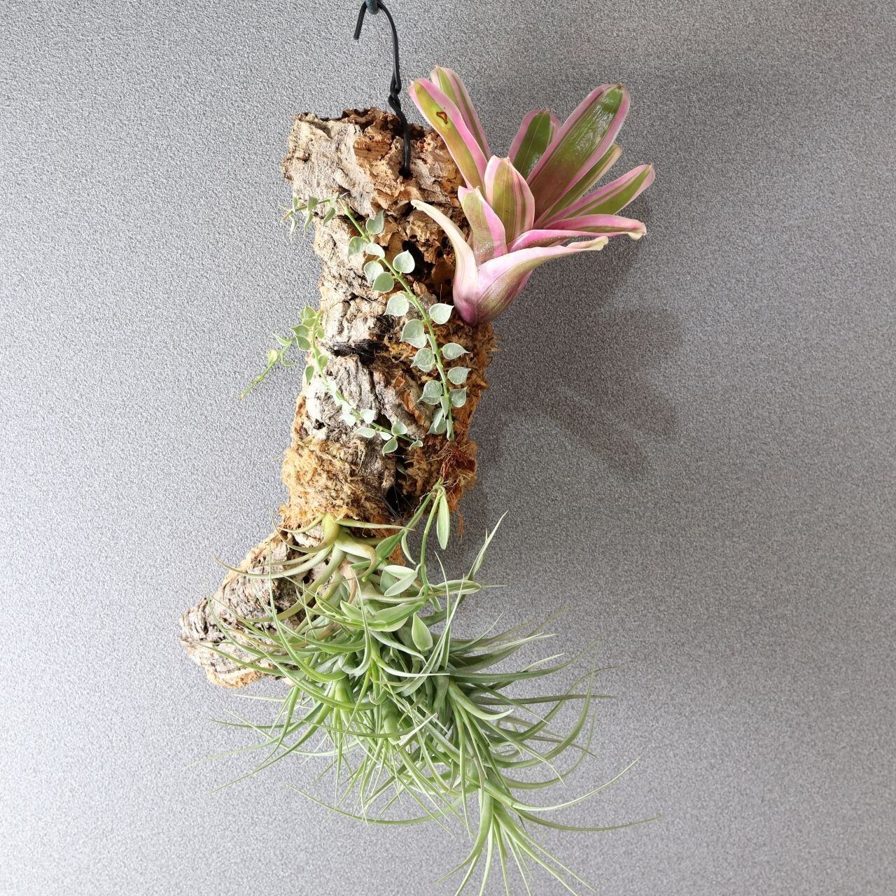 ベルゲリー チランジア コルク仕立て エアープランツ大型コルク仕立て