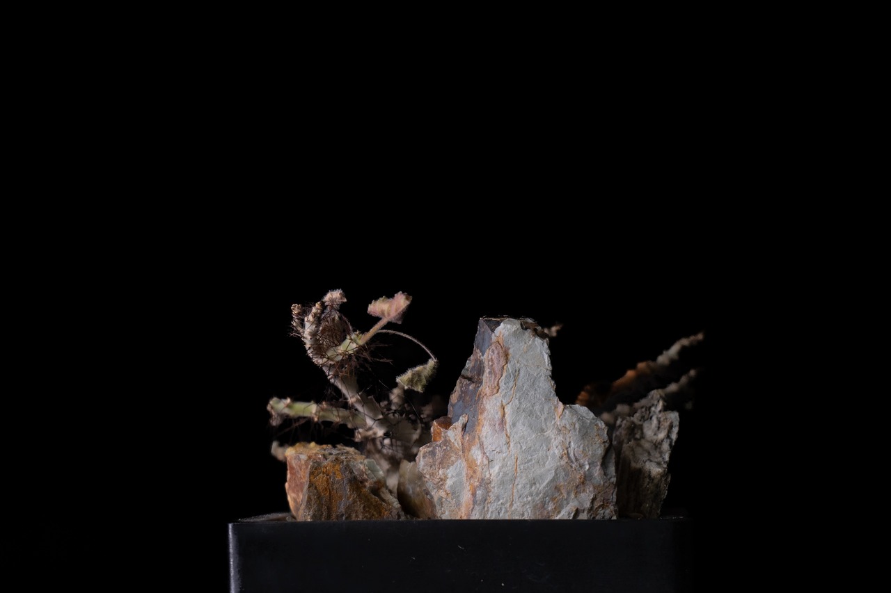 Habitat Style Jatropha marginata