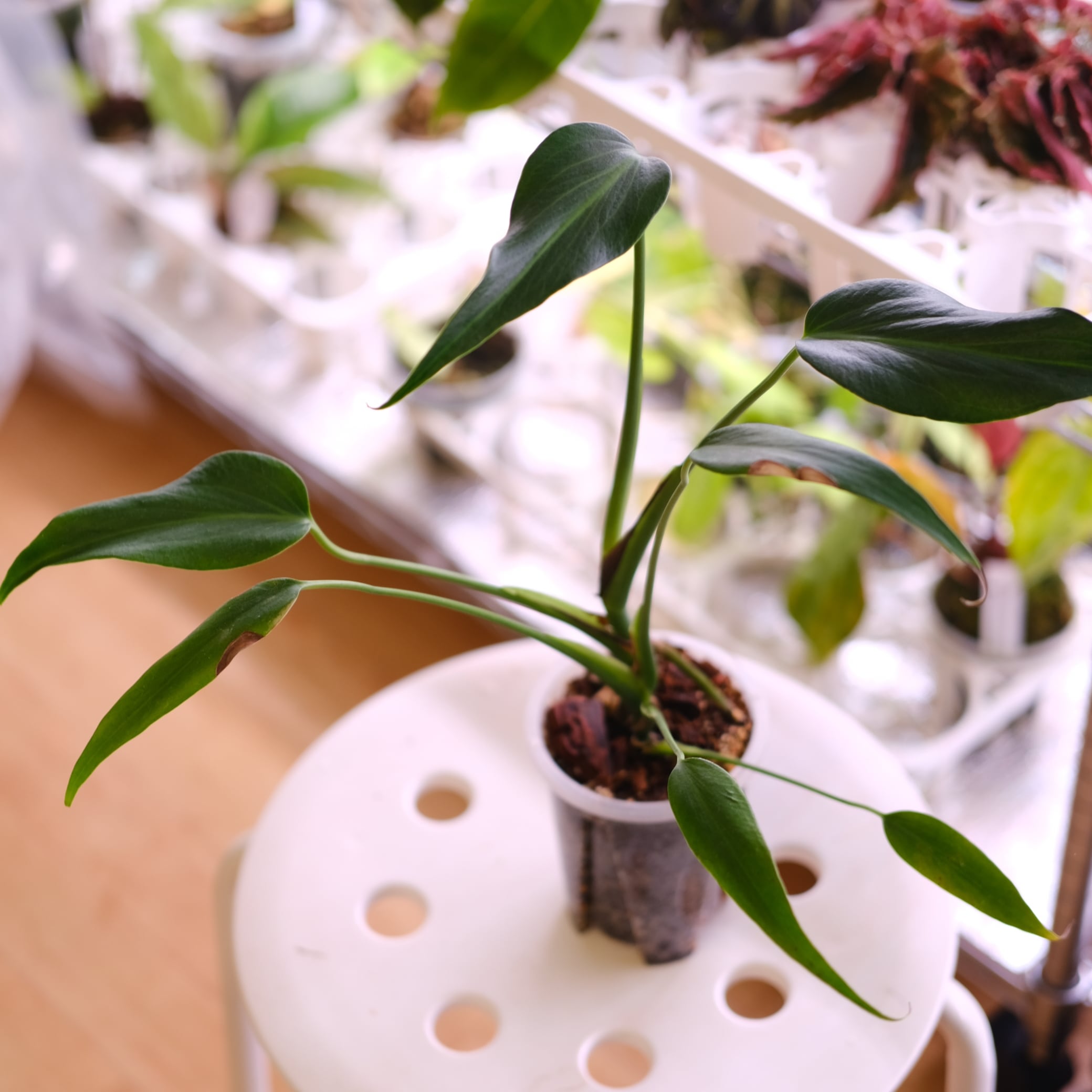 モンステラ / Monstera | tokyoplants / 観葉植物専門店