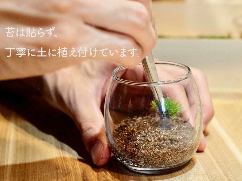 ふたご地蔵 おちょこけ 苔テラリウム コケリウム 苔むすび