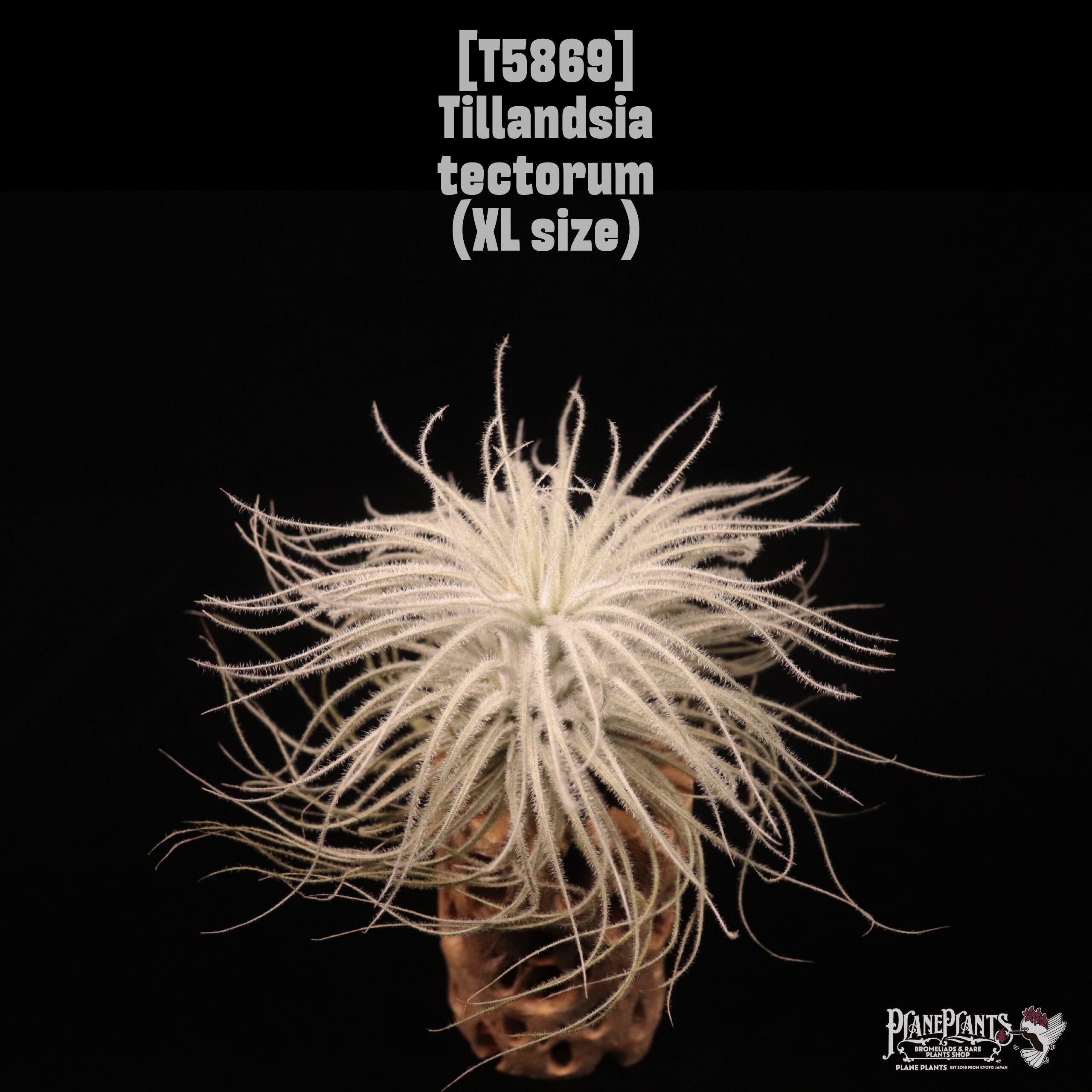 Tillandsia tectorum XL〔ティランジア〕現品発送T5869