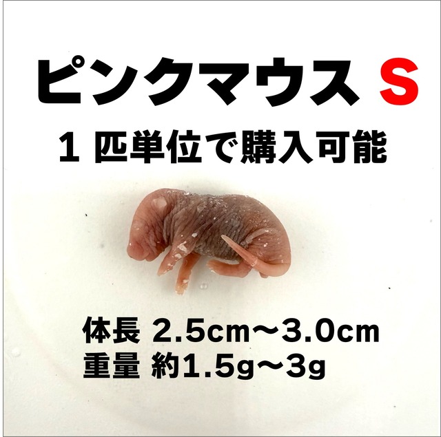 アダルト M 1匹