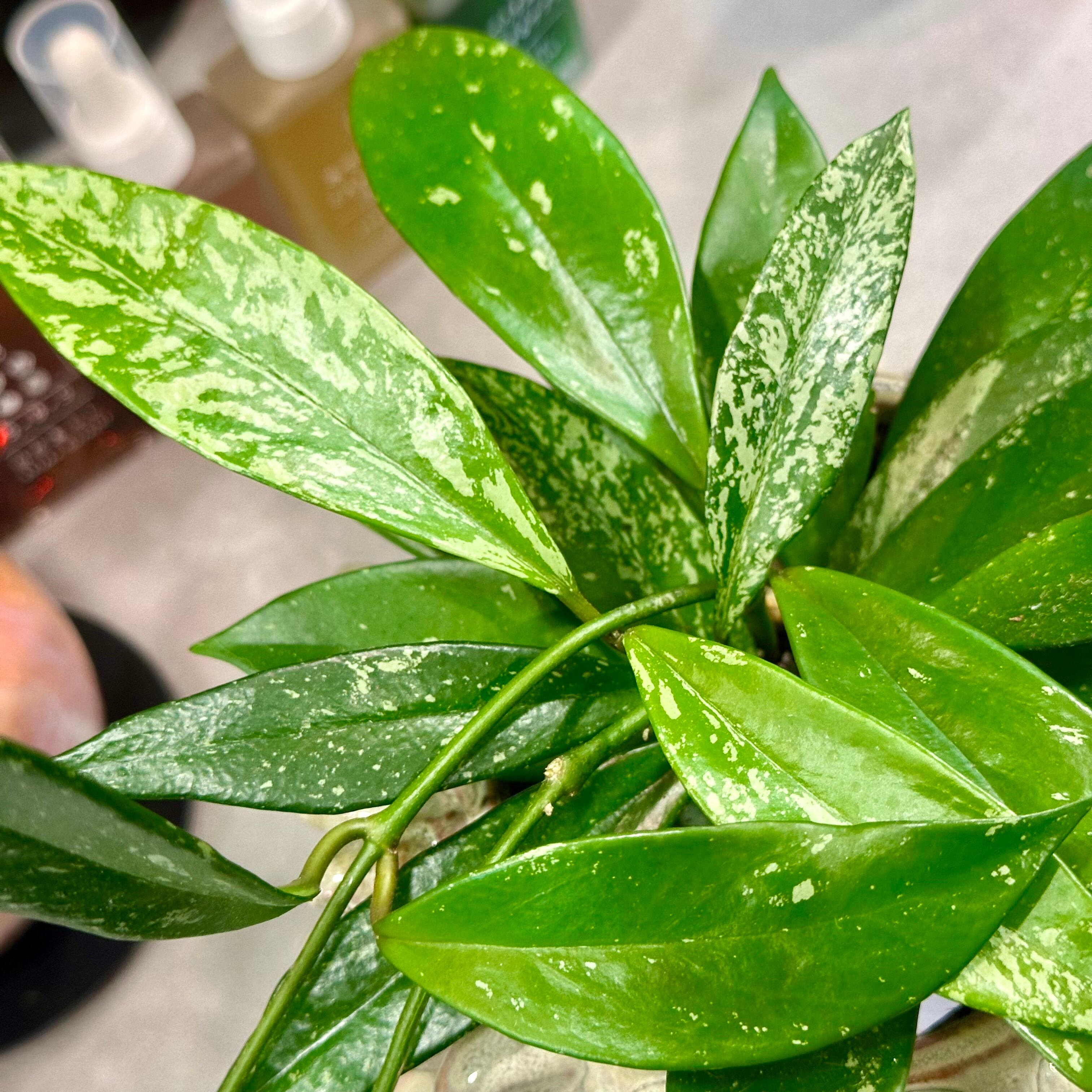 s*n様 12 ホヤ　プビカリックス　外斑入り　細葉タイプホヤ　レア品種　流通量 ホヤ・プビカリクス | barrelplants_BONSAI