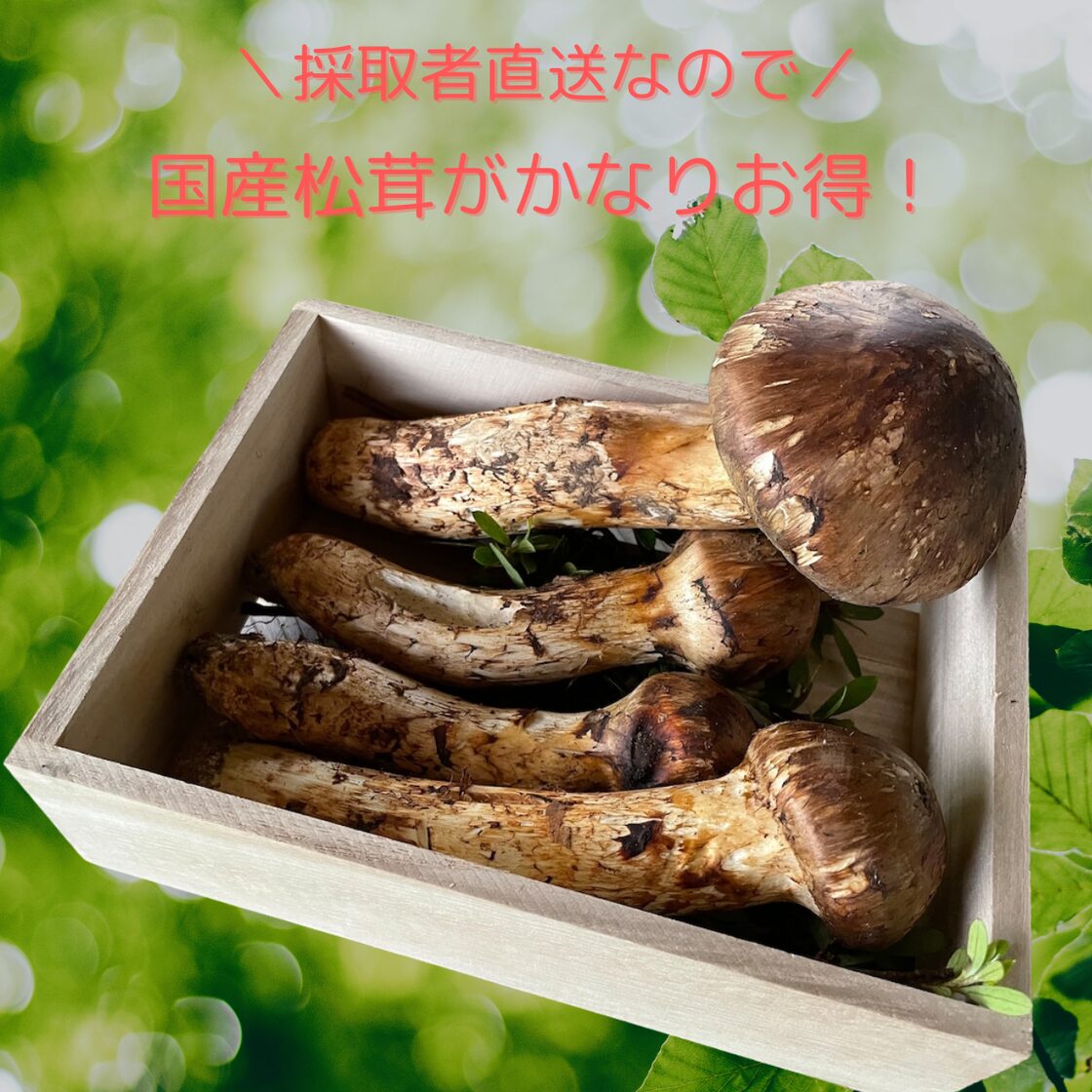 国産 長野県 松茸 600g 【公式通販】