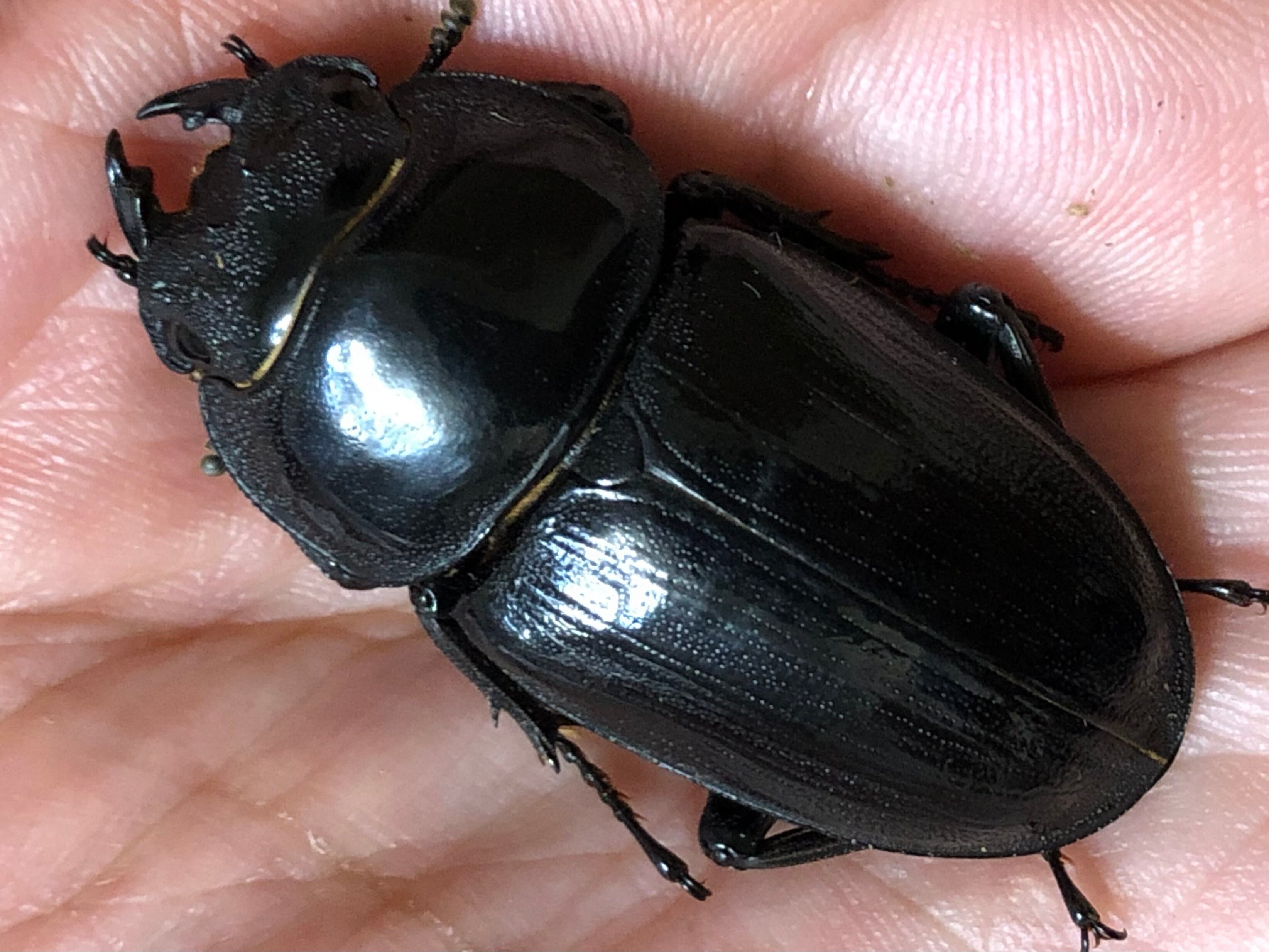 極太血統 阿古谷産 オオクワガタ幼虫5頭 菌糸入 交換用菌糸付 2460 オオクワガタ 極太 阿古谷産 菌糸瓶交換 - 愛・里山 ～クワガタ