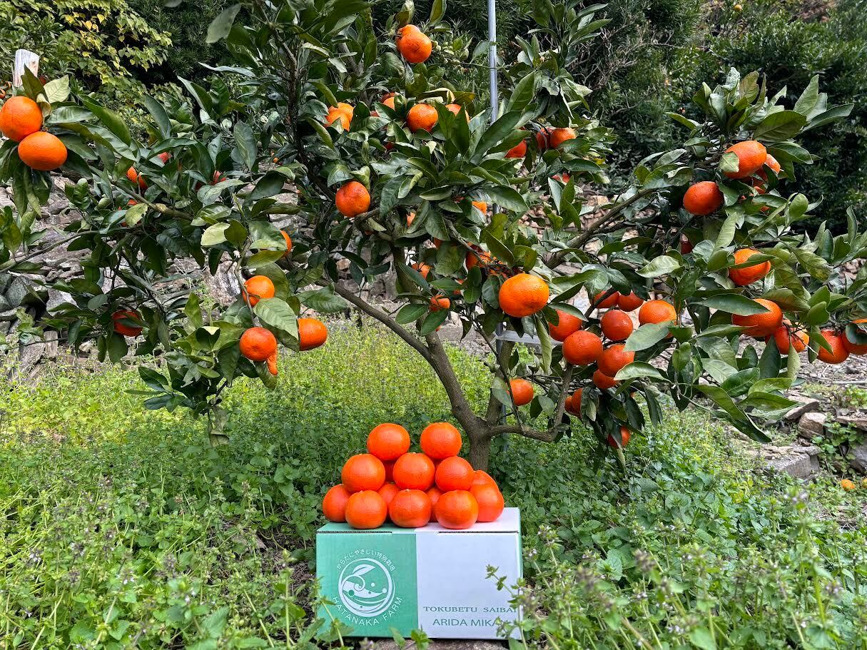 有田みかん hatanakafarm