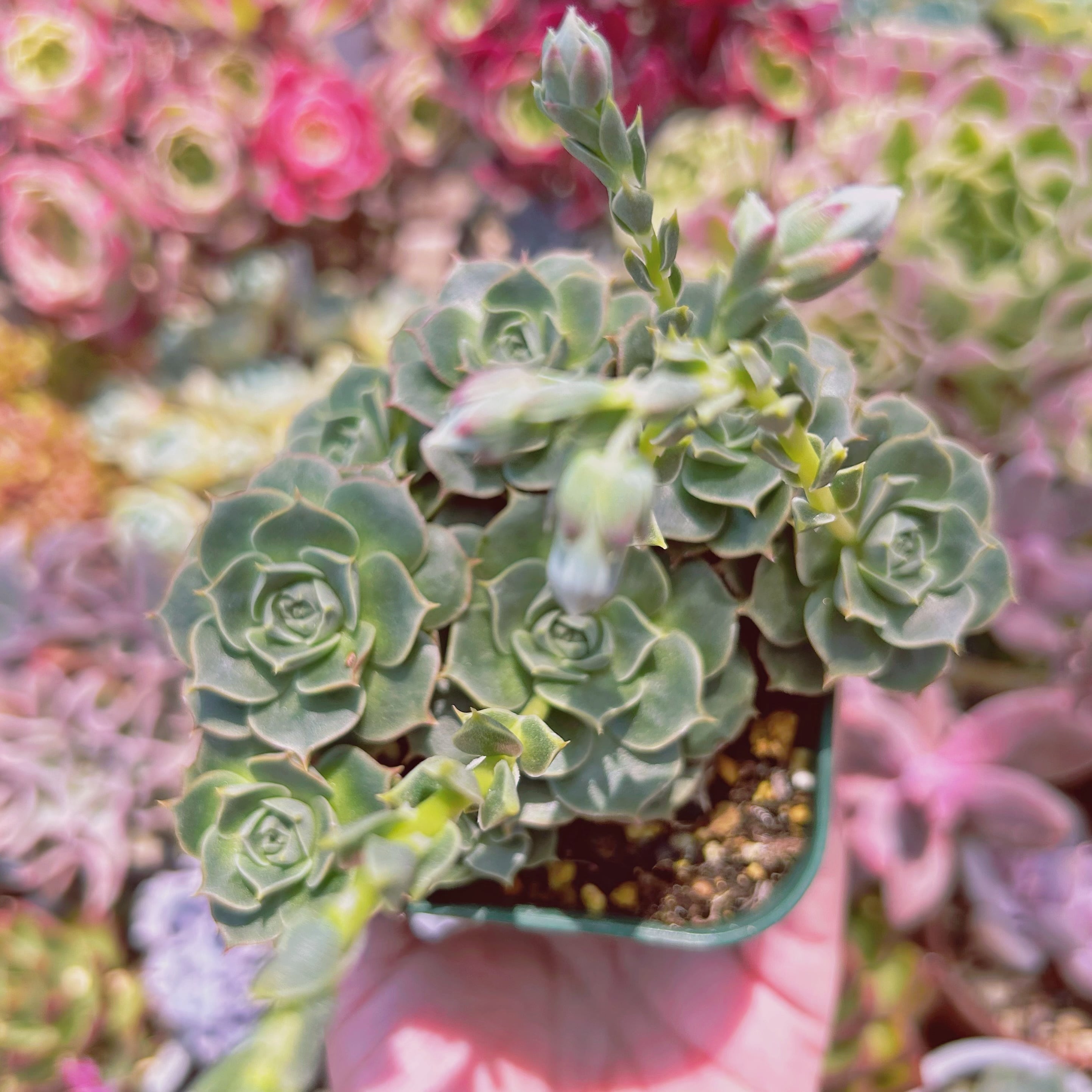 #2213現物　多肉植物　ヨロッパロンギシマ　抜き苗