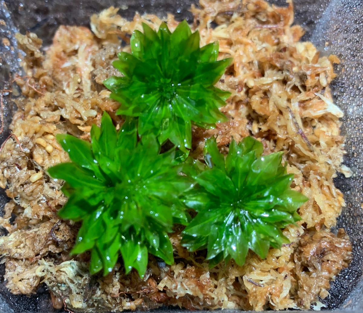 こけ農家直送 ️品質重視♪オオカサゴケ/カサゴケ/苔/こけ/ミニパック/カサゴケの説明書付/8.7×8.7cm コケノミウラ