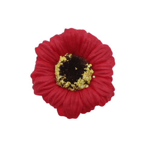 ミニガーベラMG-R1レッド (15輪入りor25輪入り)