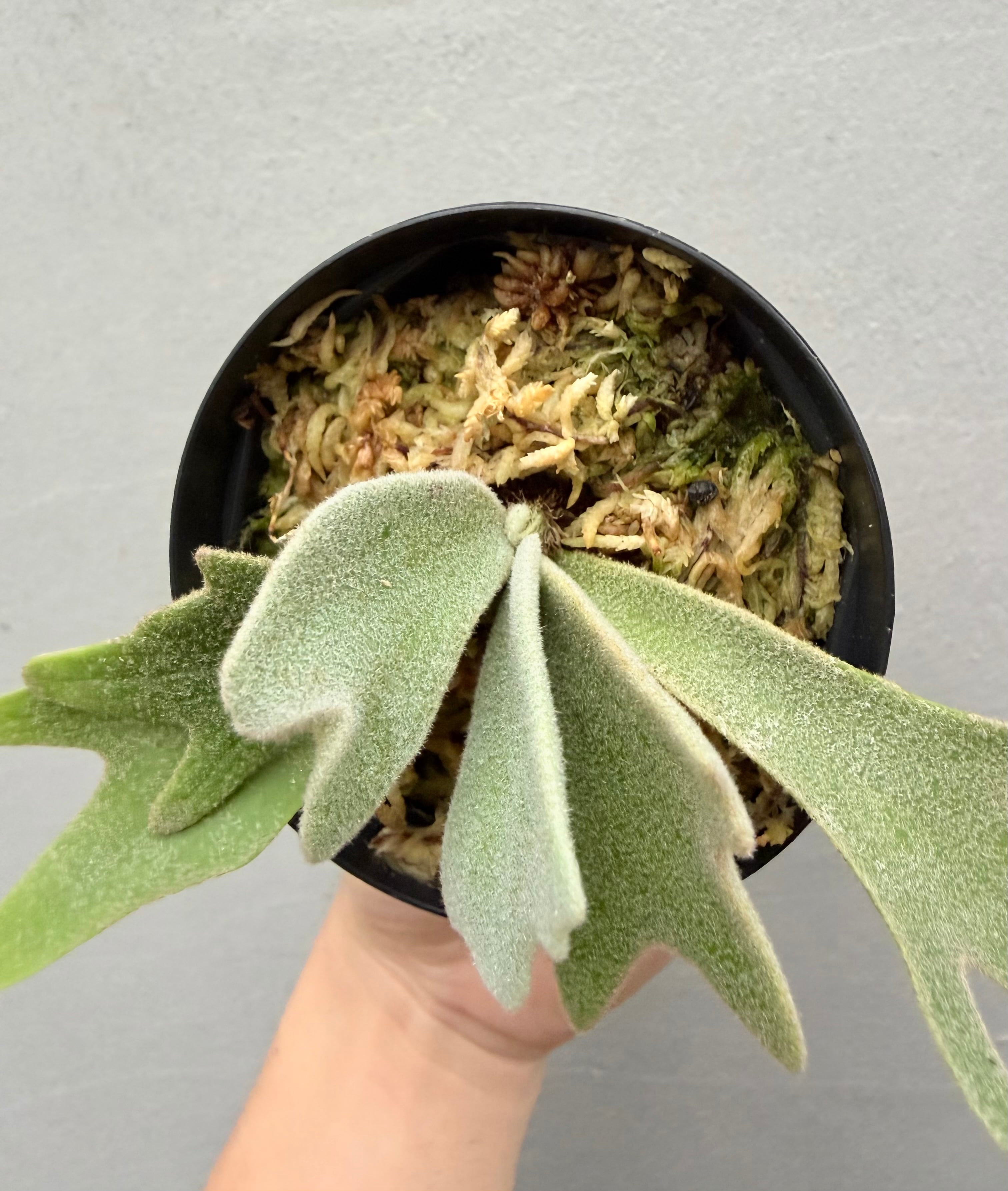 s*i様 willinckii mix spore ウィリンキー　ビカクシダ　ド c) P. willinckii 'Frosty Maiden' spore grown ③ビカクシダ