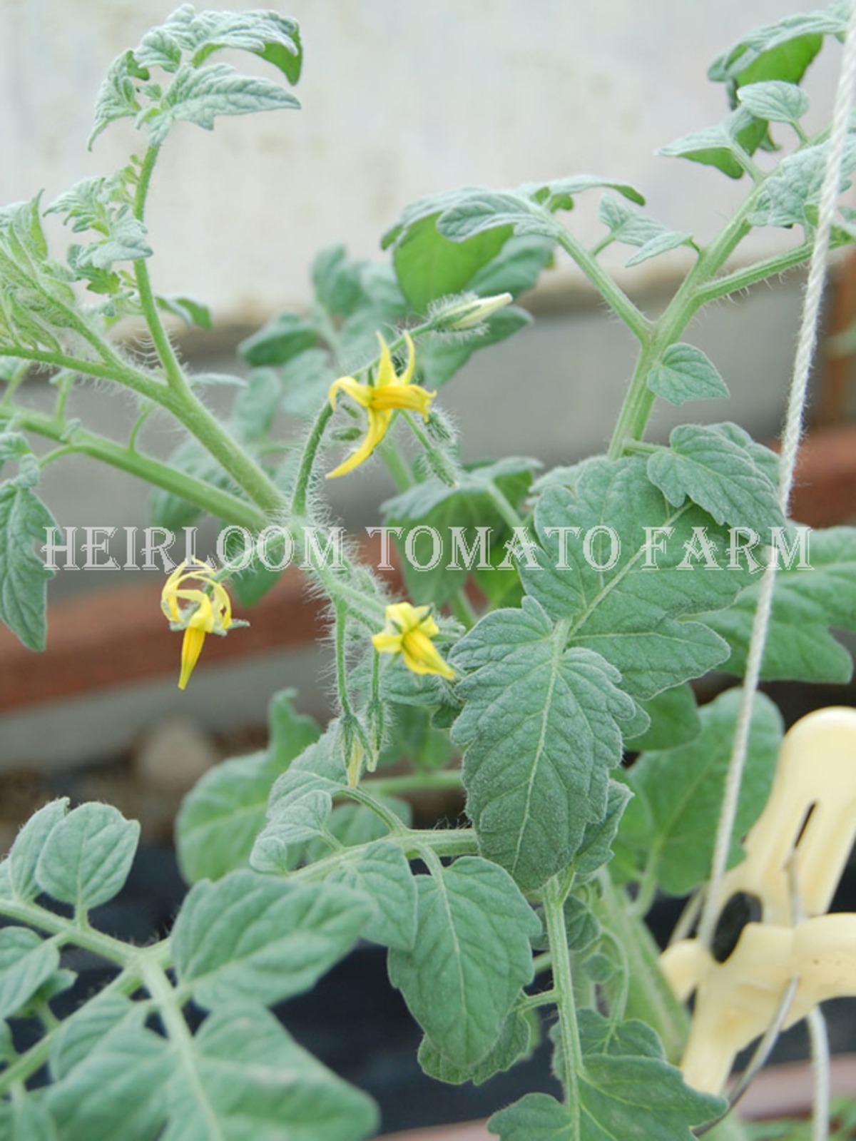 Heirloom Tomato® Velvet Red エアルーム・トマト・ベルベット・レッド Heirloom Tomato Farm
