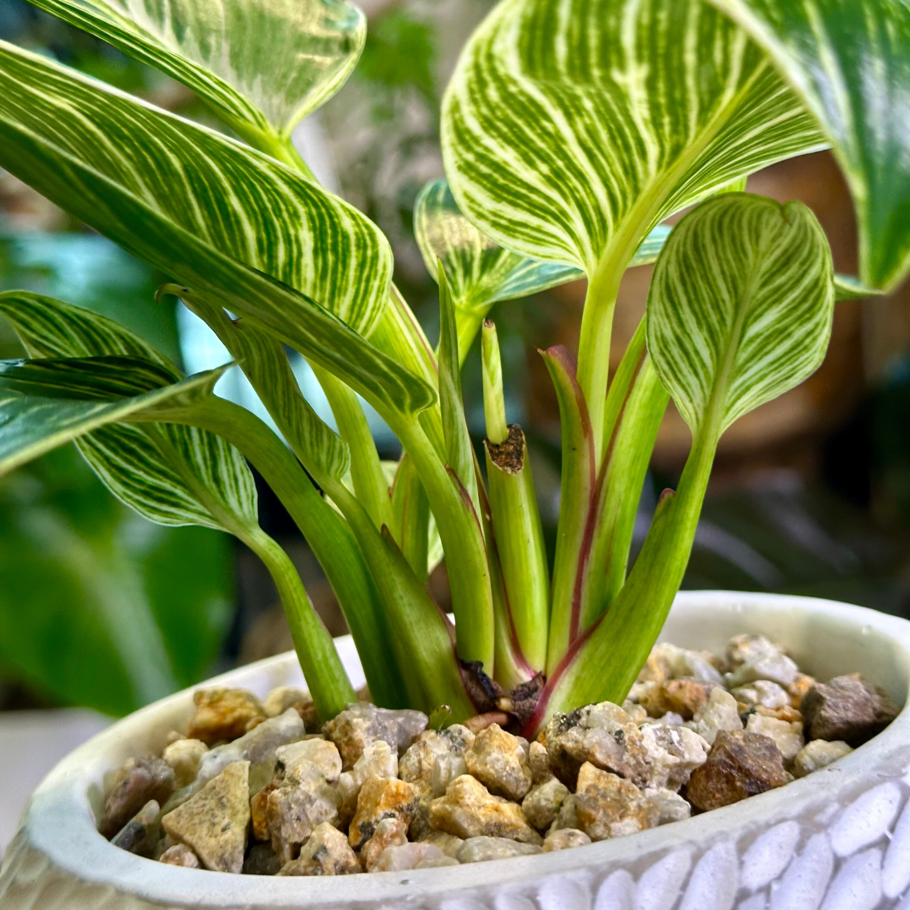 フィロデンドロン・バーキン | barrelplants_BONSAI