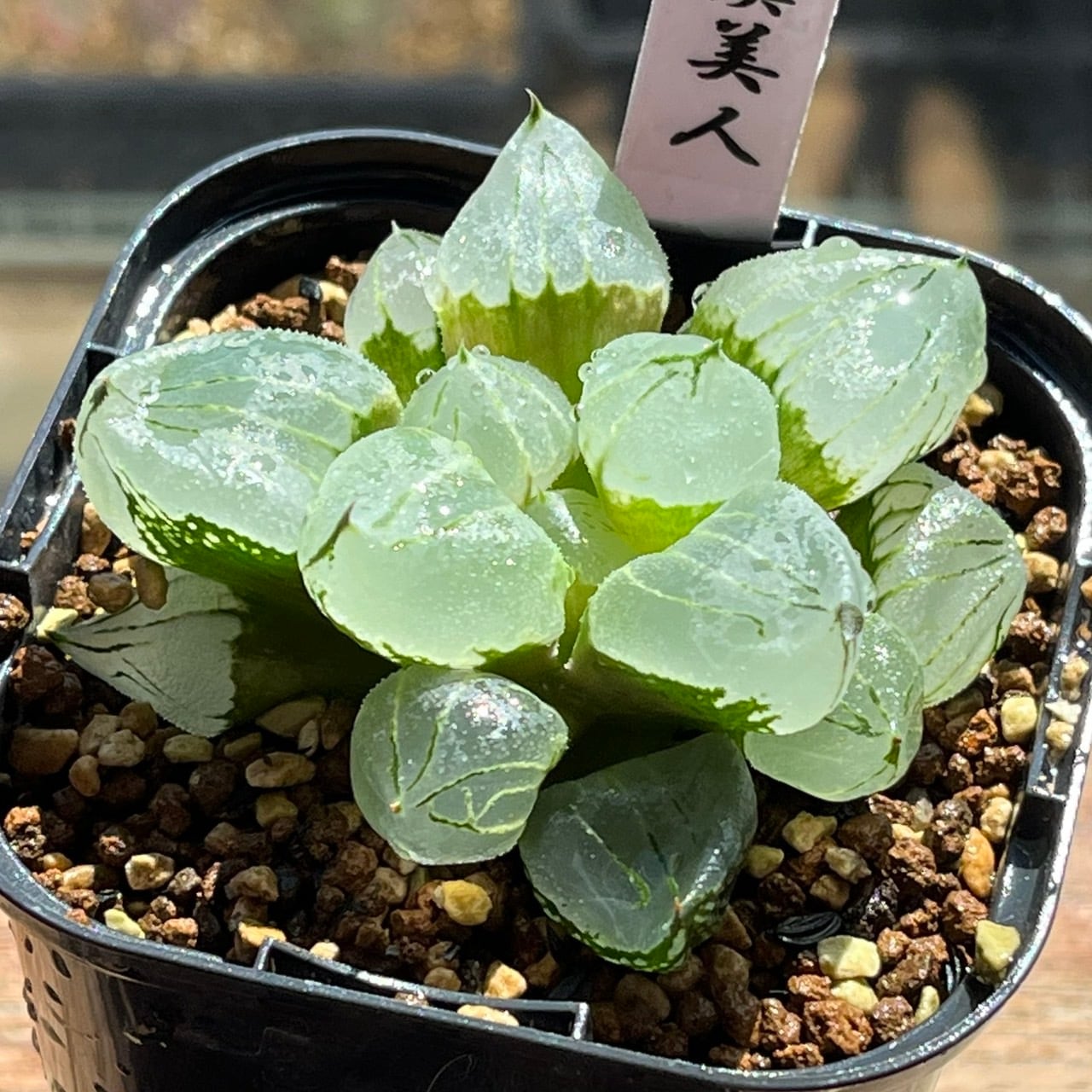 ハオルチア 実生ミュータント(ピグマエアミュータント×虞美人) ハオルチア 虞美人 | mocono_plants