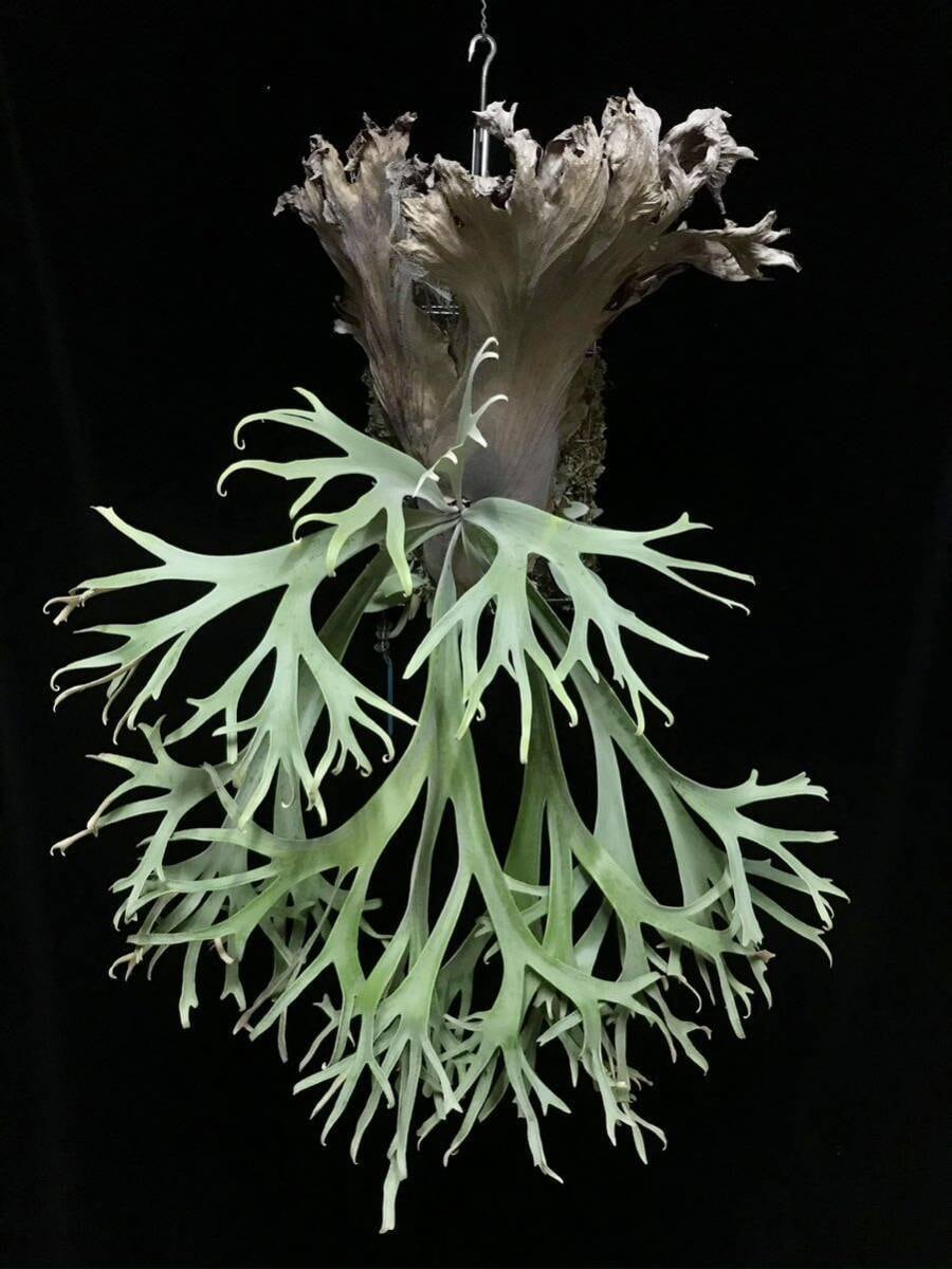 Platycerium_ビカクシダ | vandaka plants