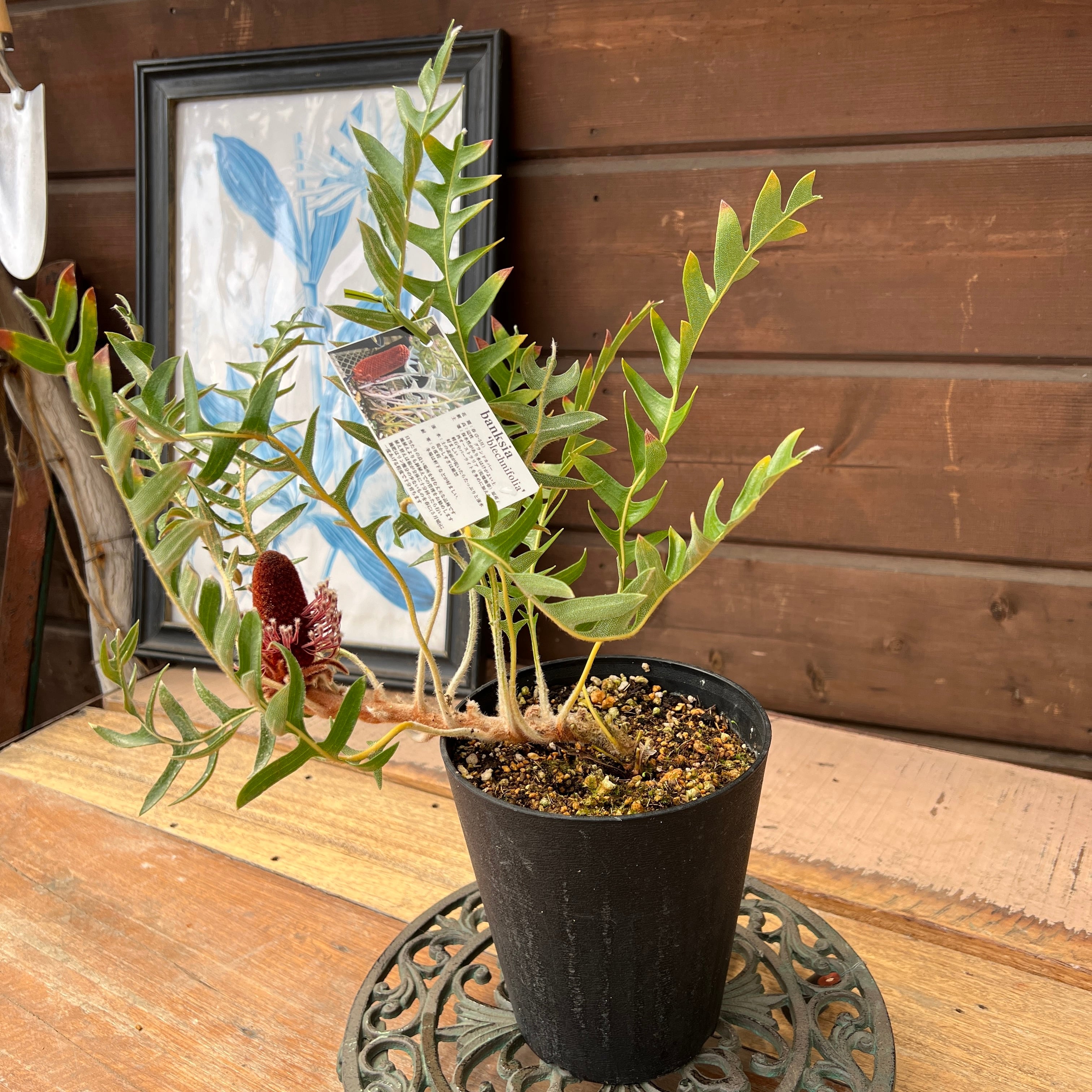 バンクシア ブレイクニフォリア③ | 沼ノ上農園