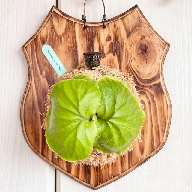 ビカクシダ リドレイ 板付 【観葉植物 室内 コウモリラン】