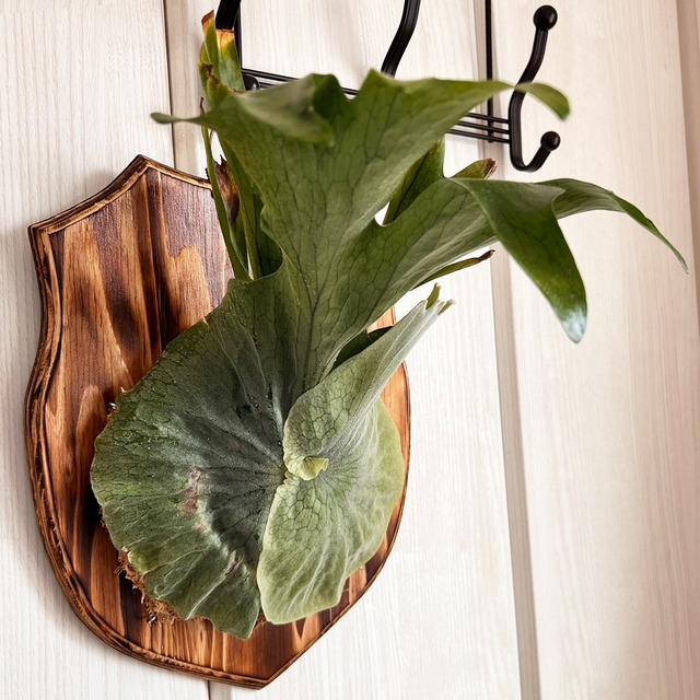 ビカクシダ グランデ 板付 【観葉植物 壁掛け コウモリラン】