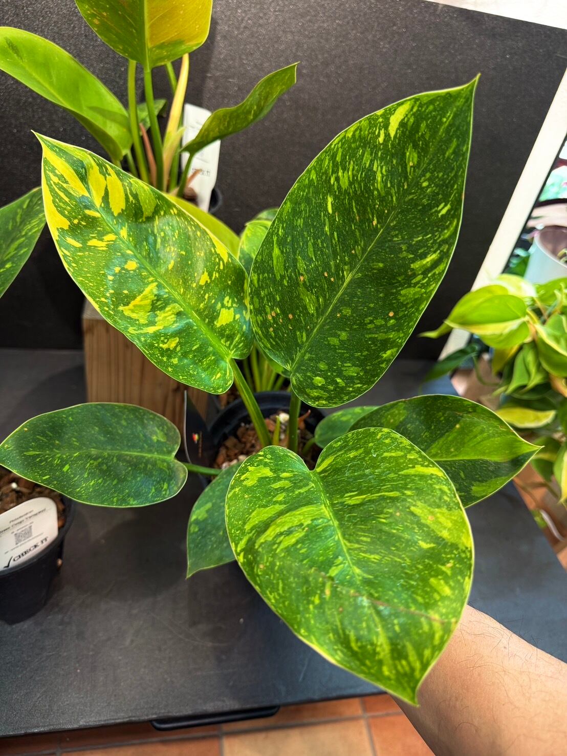フィロデンドロン・グリーンコンゴ バリエガータ 4号 希少 | 観葉植物