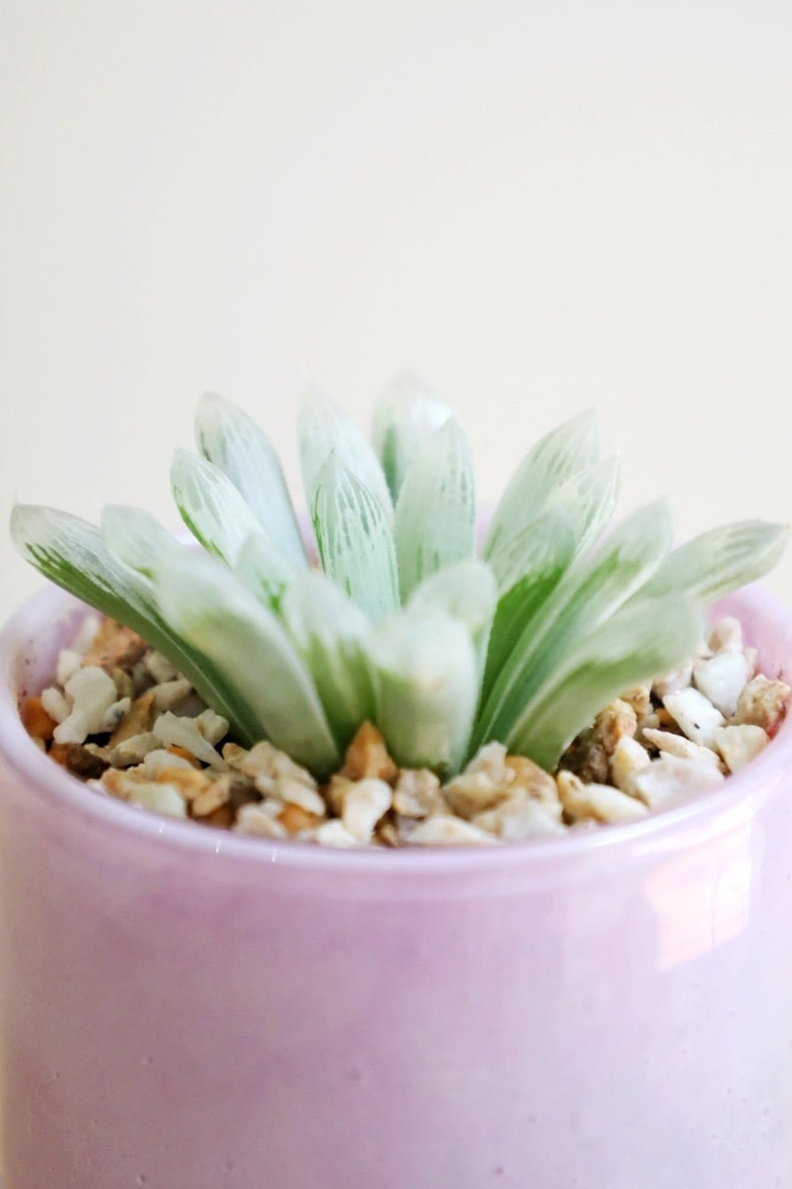 S】ハオルチア オブツーサ錦/Haworthia | 【厳選植物・器】MIDORI