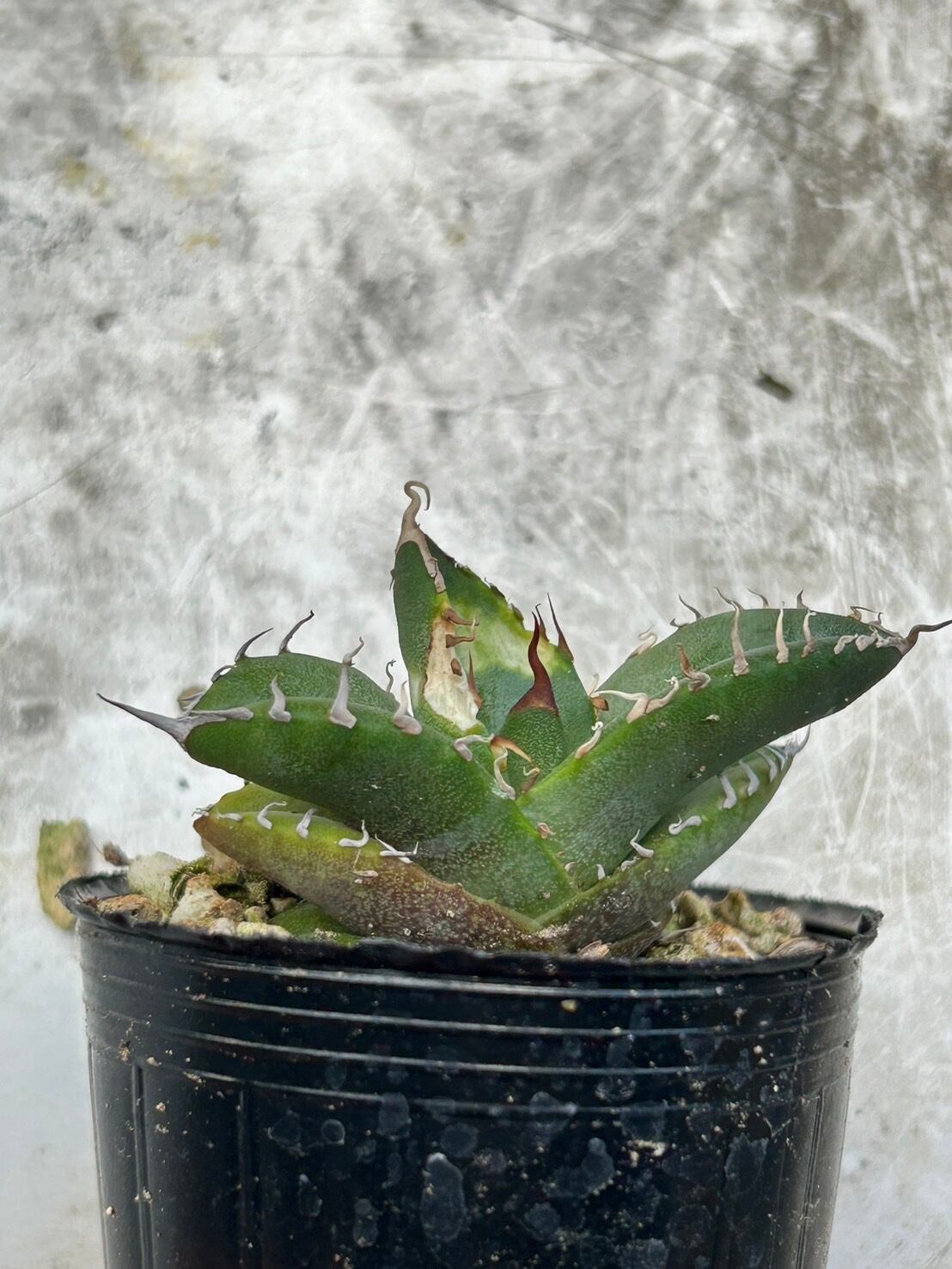 【 11 】oteroi seedling ②