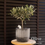 Olive 実付き オリーブの木 Koroneiki 6号 陶器鉢 コロネイキ オリーブ トピアリー コンパクト仕立て NV
