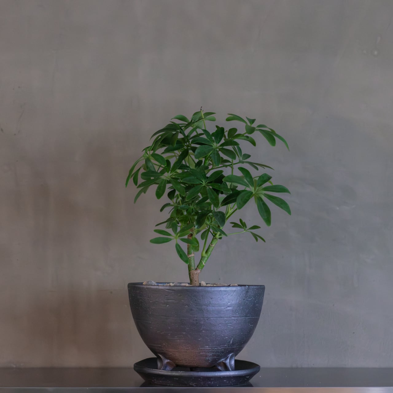 タリナム パニクラーツム 紫葉 〛レア☆Talinum​ Paniculatum 塊根植物