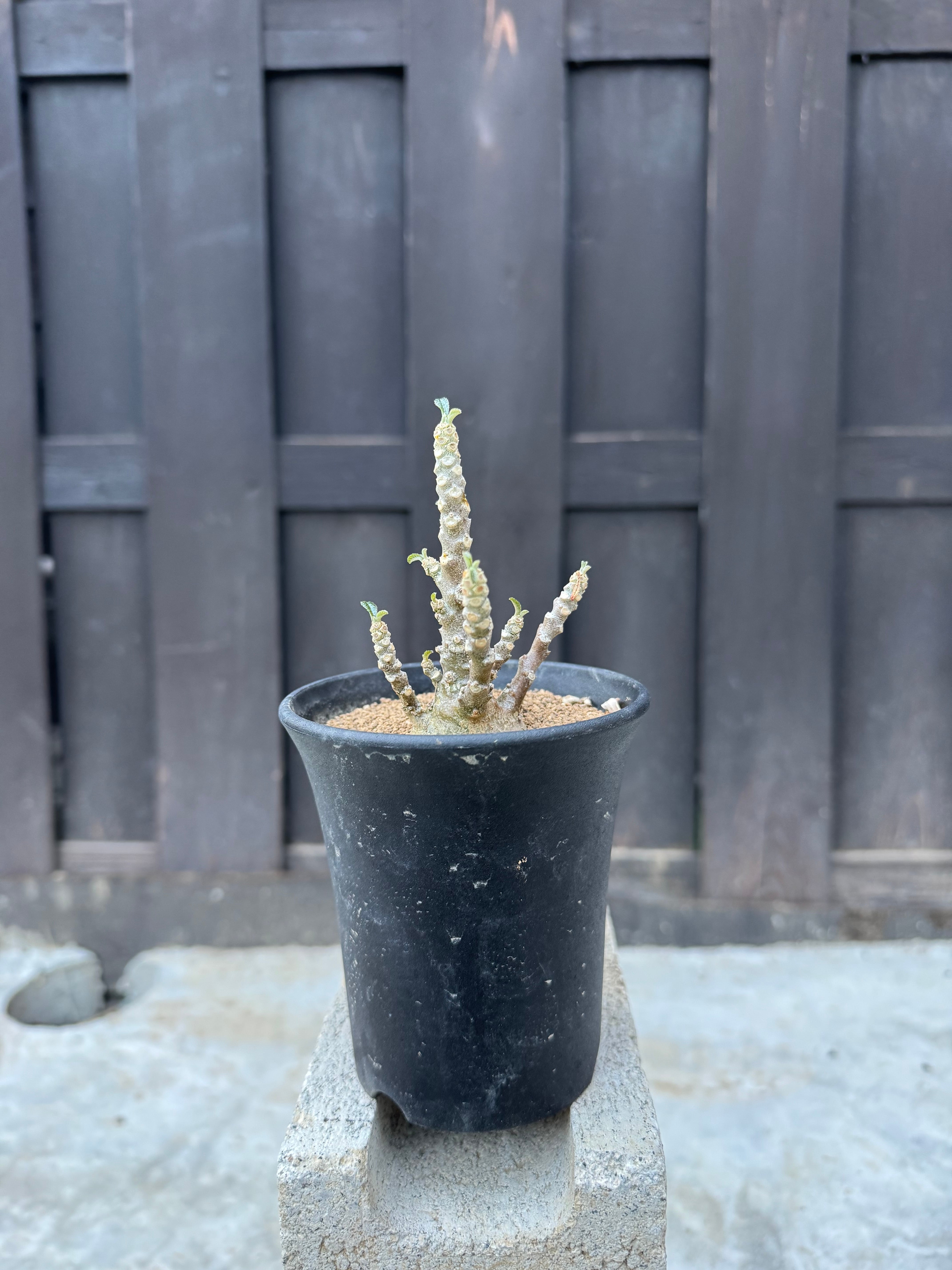極上品】Dorstenia gigas f. bullata × VALIEM 青坊主別注CROSSBONE