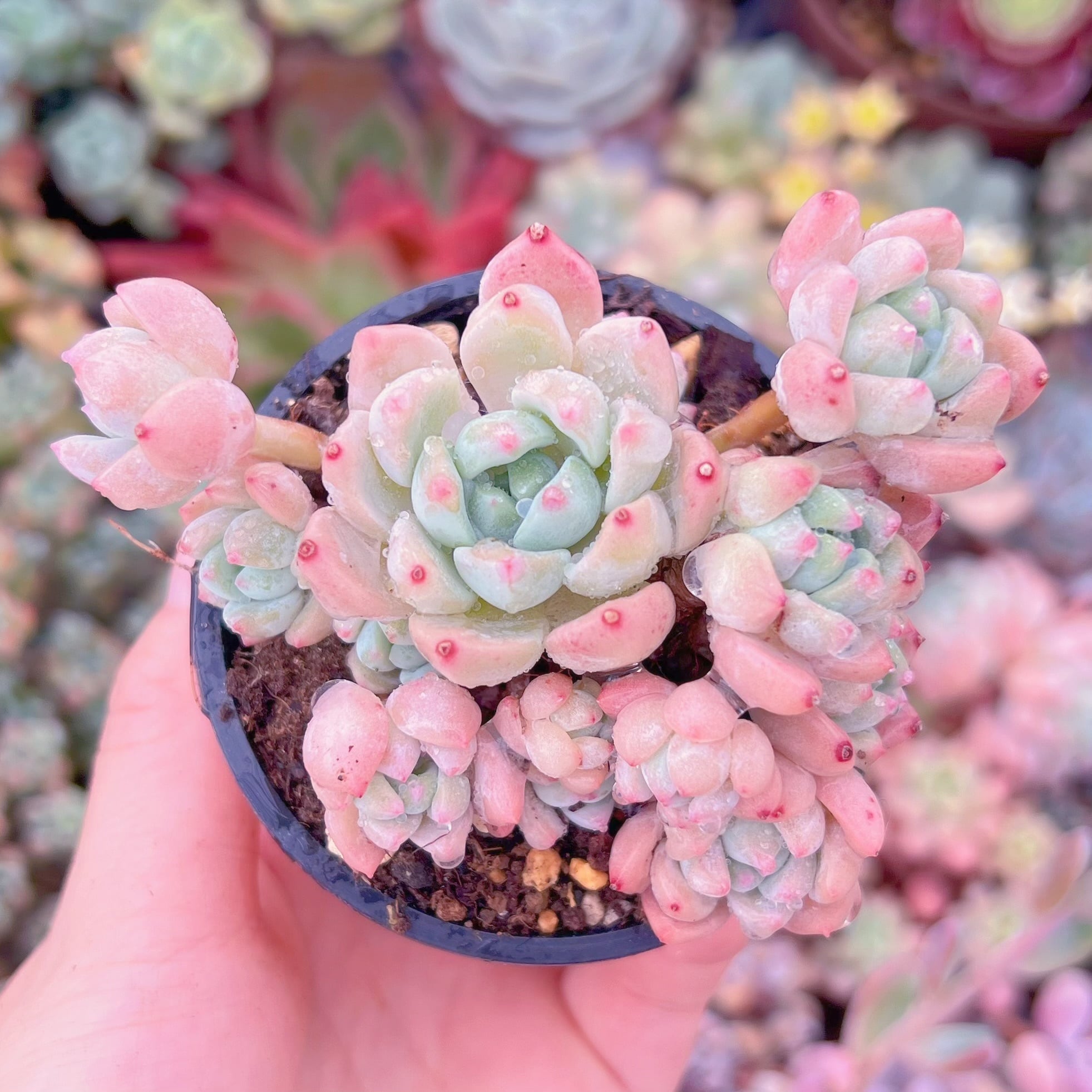 現品　千本桜#931　るる農園