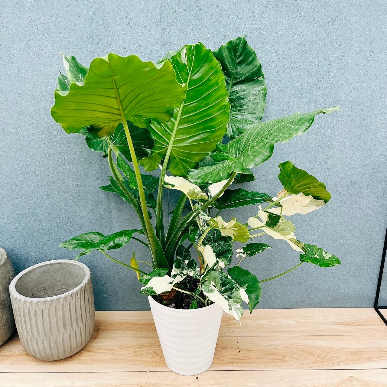 在庫］【希少】モンステラ 斑入り 7号 観葉植物 室内 レア 鉢受け皿