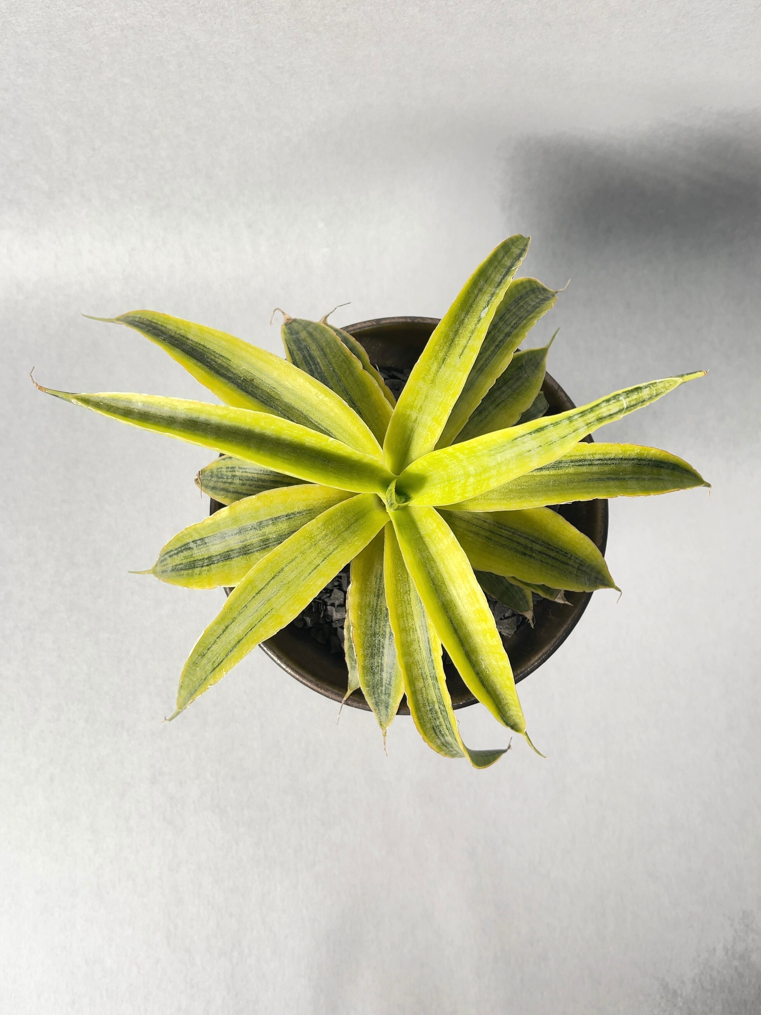 サンセベリア　サイアム　ゴールド 期間限定10％OFF！】【現品お届け】サンスベリア 4号 サイアムゴールド