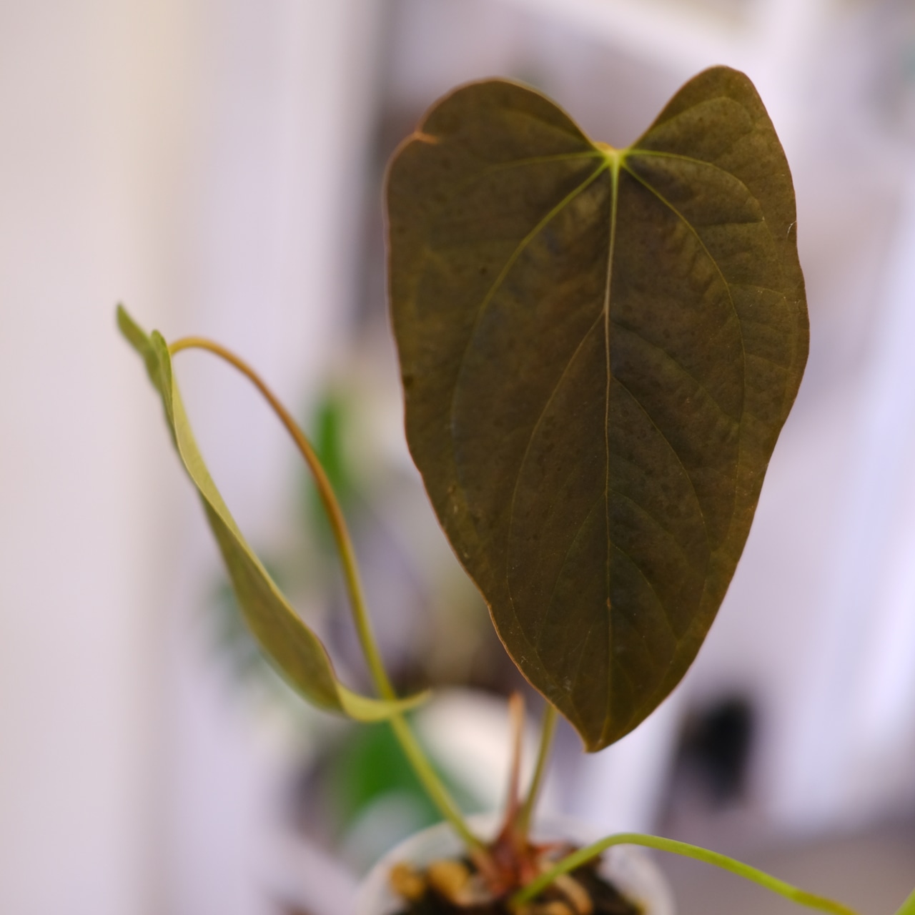 Anthurium Queen of Heart│アンスリウム クイーン オブ ハート③│観葉植物