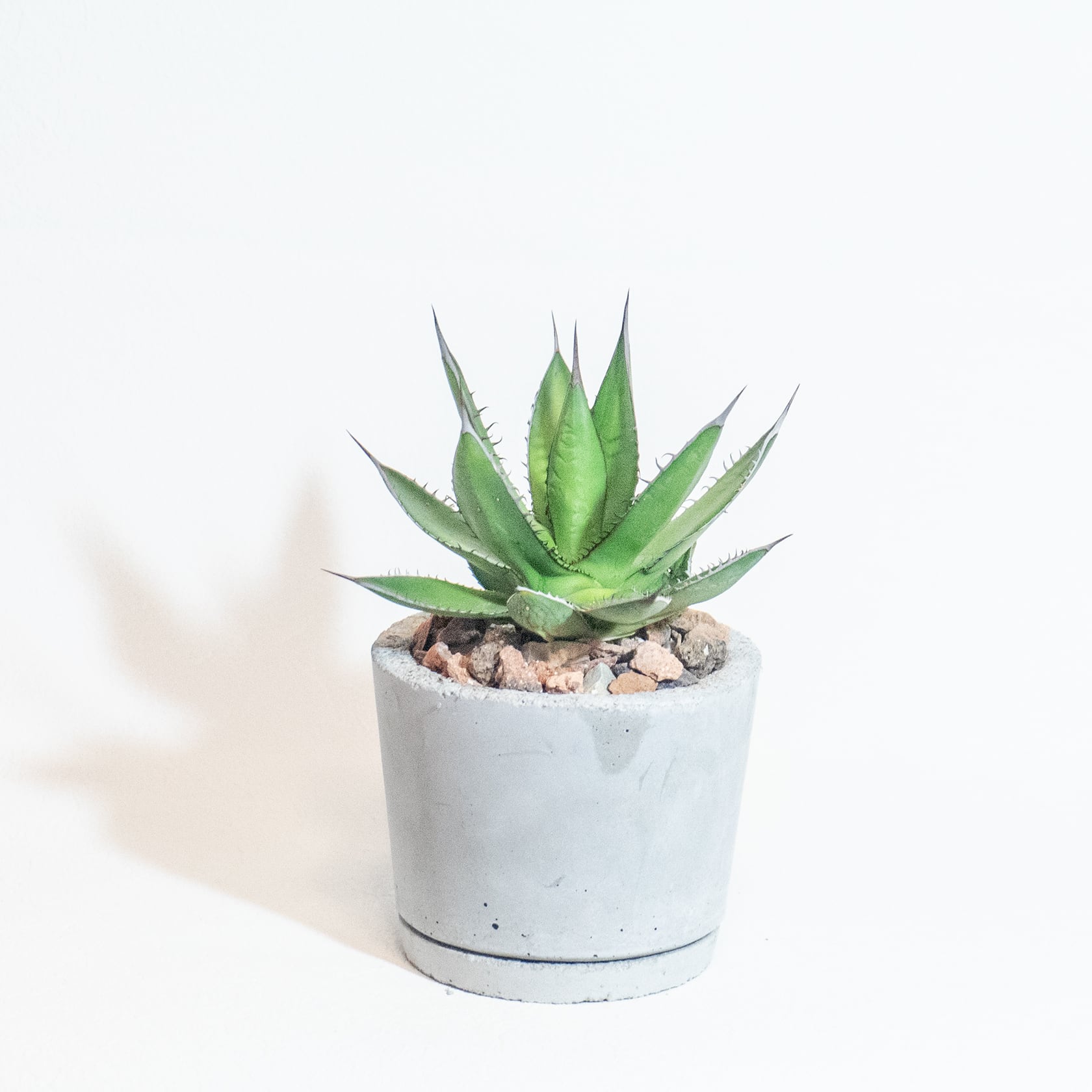 \送料無料/≪ レア植物 ≫室内管理もオッケーなアガベ・ホリダの鉢植え|シンプルでお部屋を選ばない手作りモルタル鉢