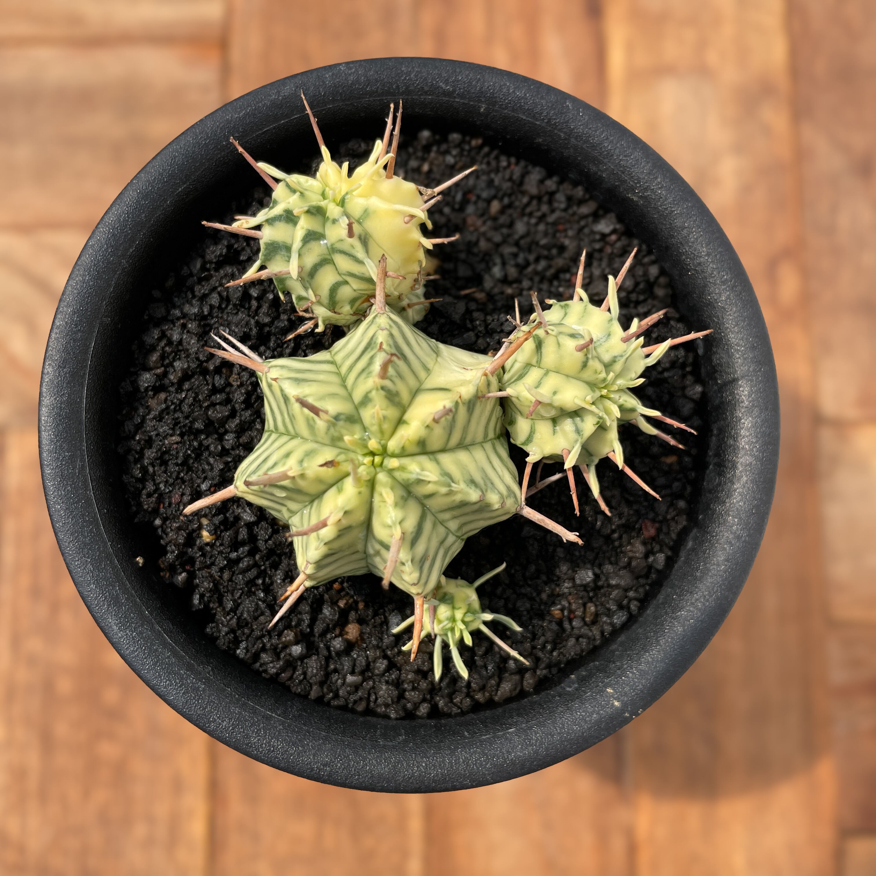 Euphorbia meloformis f.variegata【ユーフォルビア