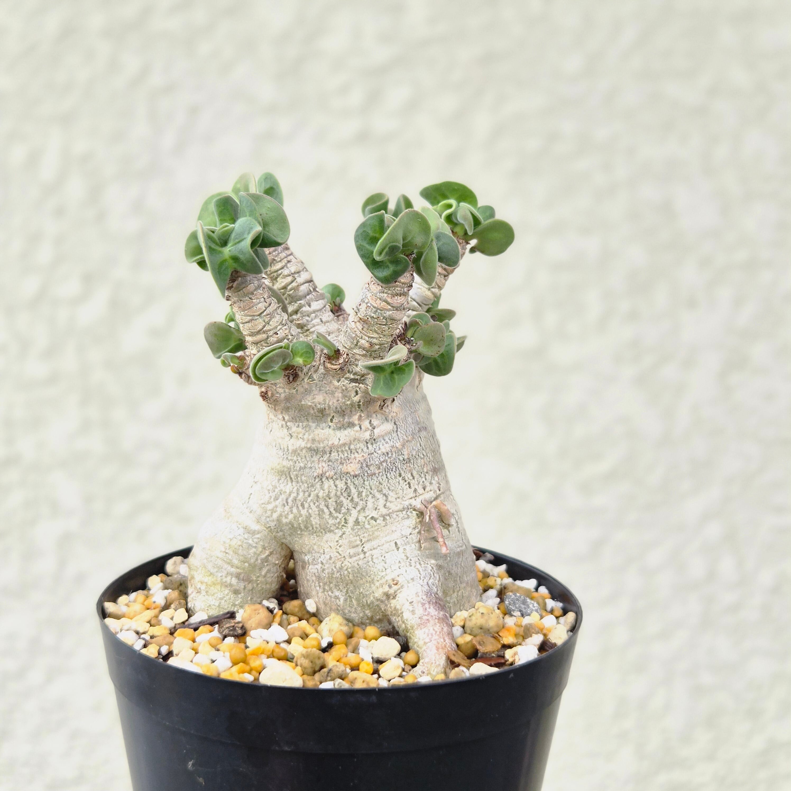 Mサイズ⑦《 Adenium Arabicum D.H.A》アデニウム アラビカム 獅子葉 ドーセットホーン 塊根植物 巻葉