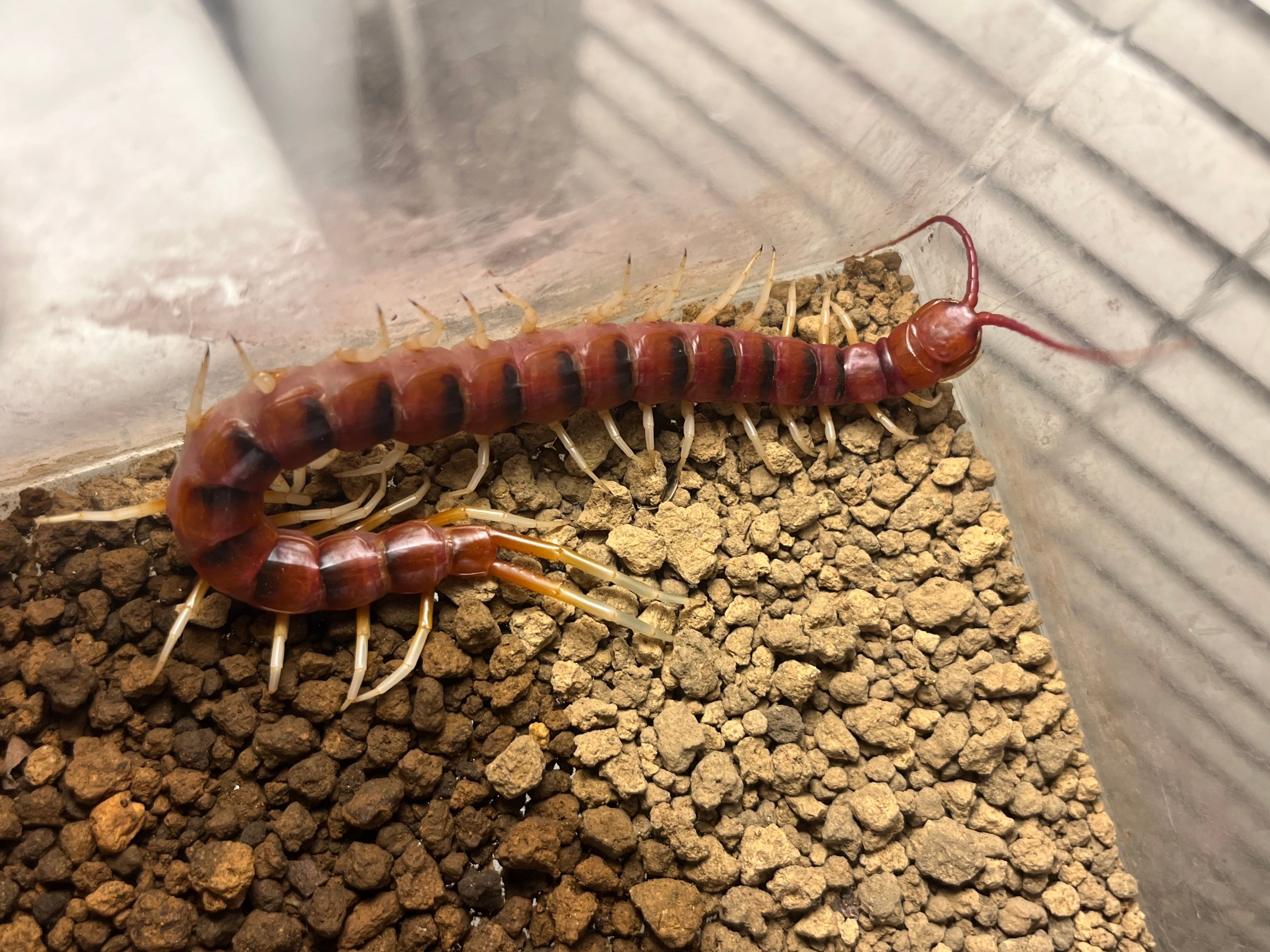 ペルビアンホワイトレッグ 15cm程 ムカデ センチピード