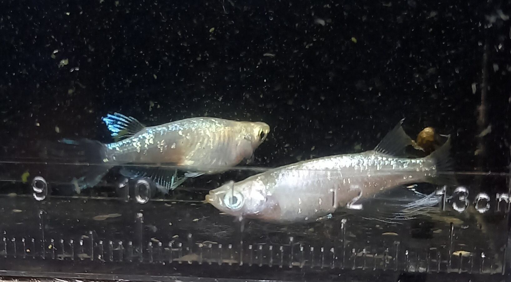 【めだかｙａ】極上!!　カブキめだか　雄１匹　雌２匹　6/3発送限定　③