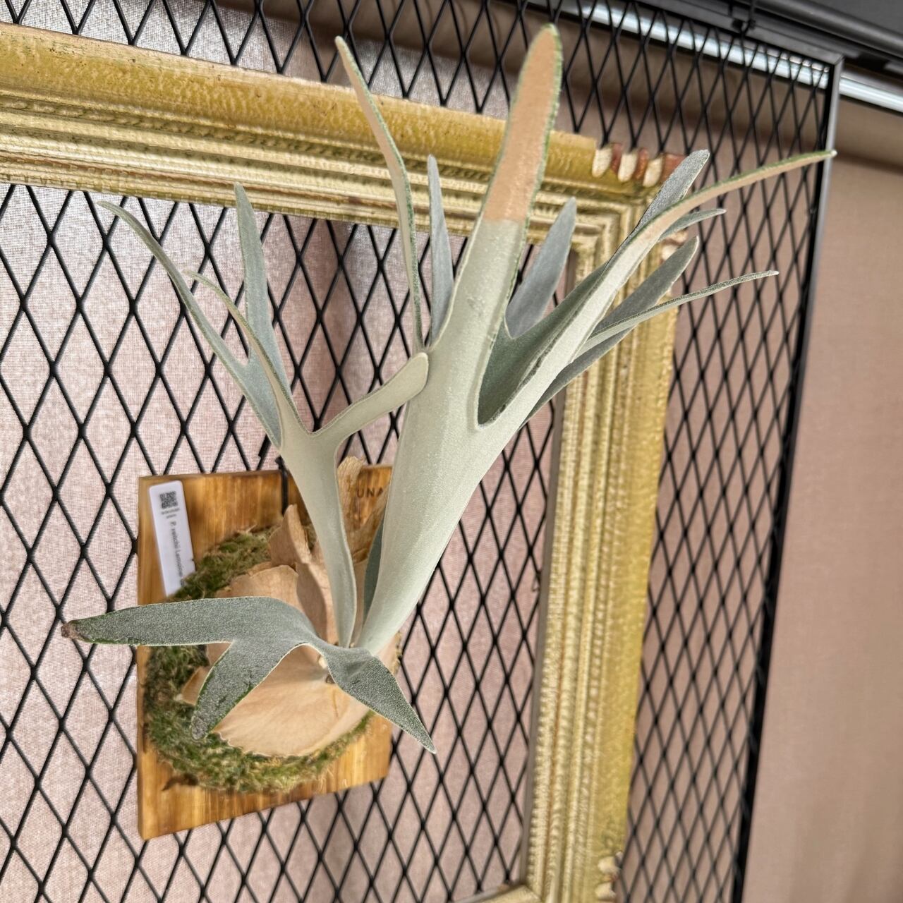 ビカクシダ P. veitchii Lemoinei compact [OC] ベイチーレモイネイ