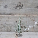 【送料無料】ドゥラティ S〔エアプランツ〕現品発送T1931