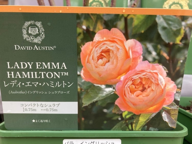 ばらエレガント9 天空のバラ園(無農薬バラ苗・花苗・クレマチス・ハーブ産直販売)