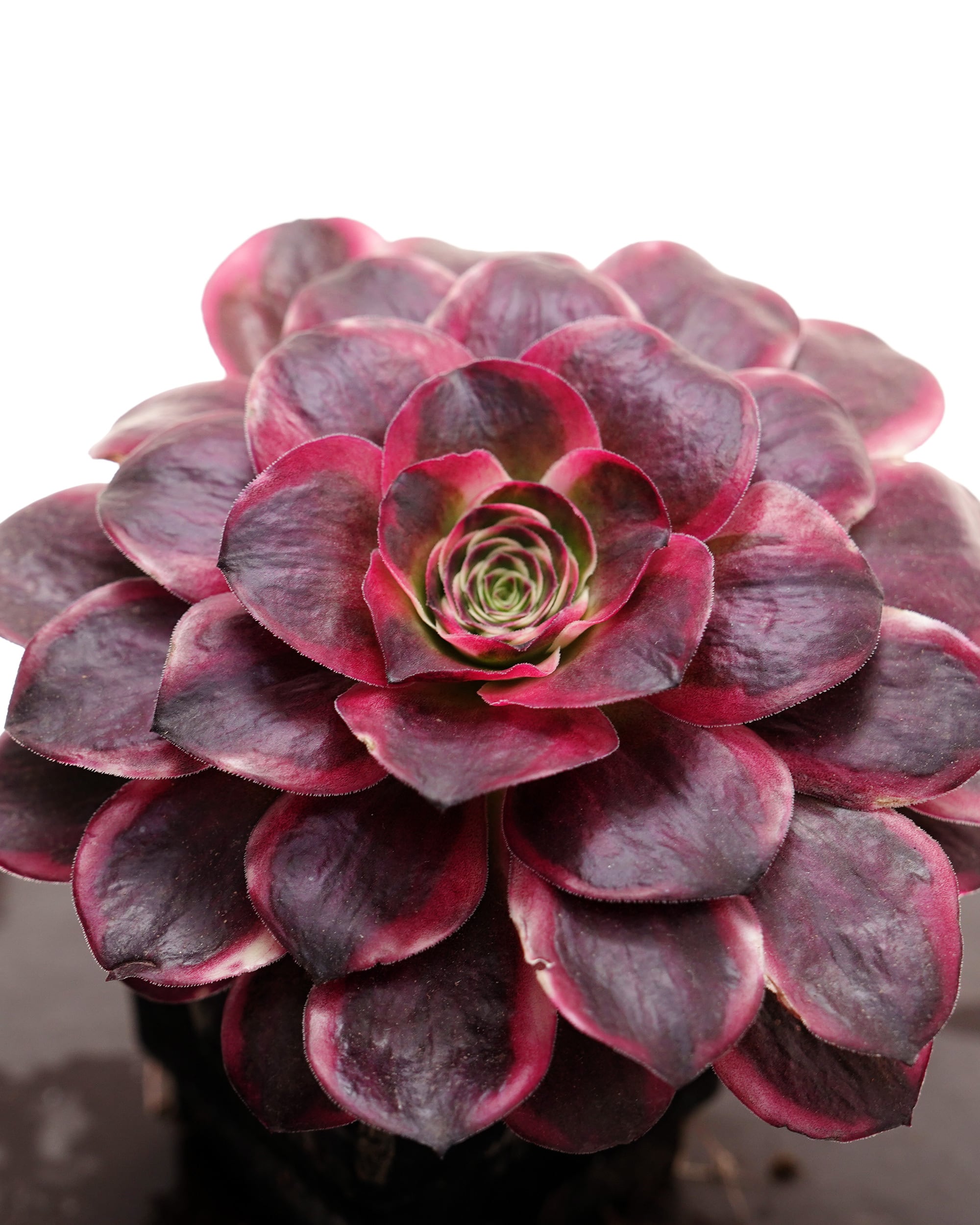 抜き苗 アエオニウム 魅金ローズ錦 Aeonium 'Charm Golden Rose