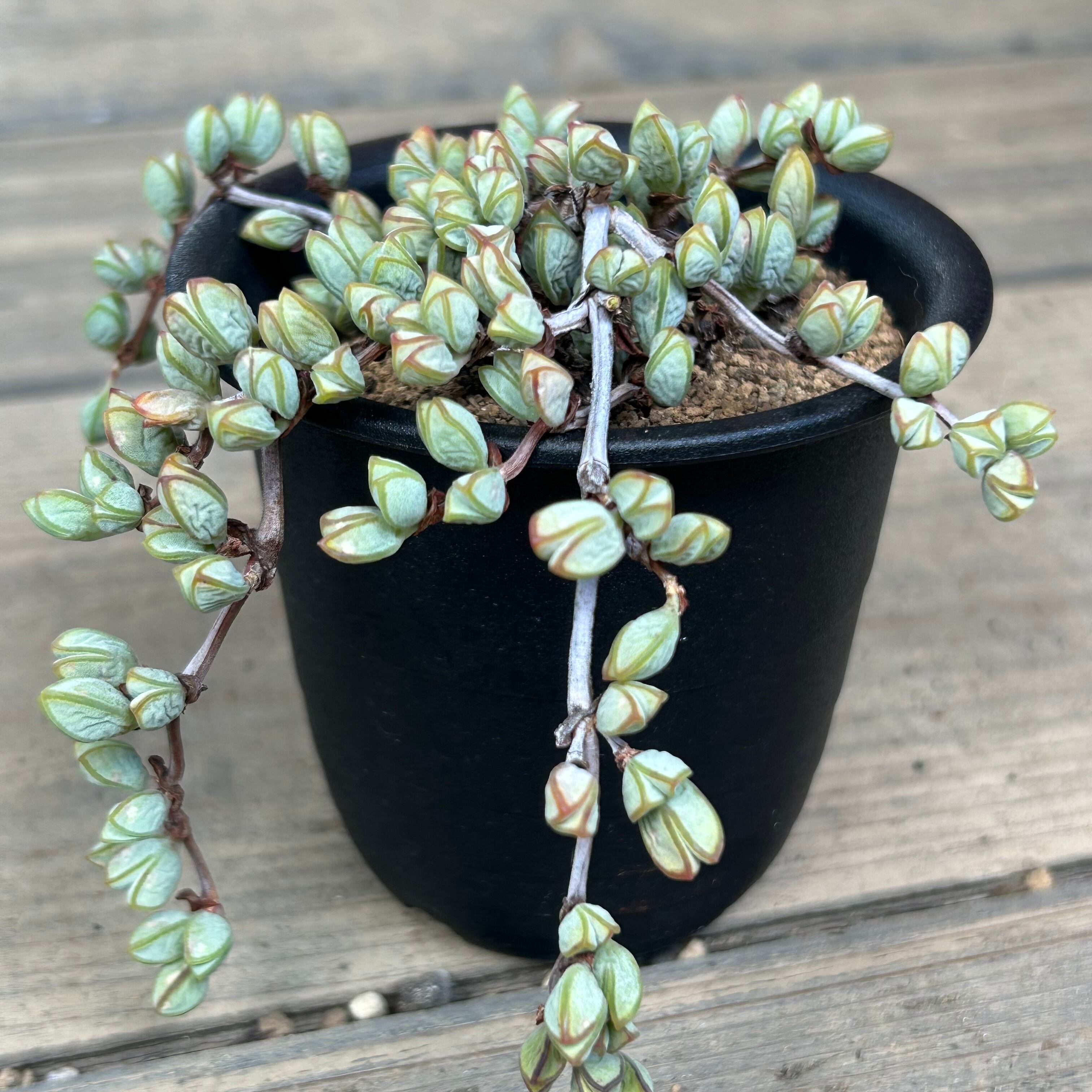 碧魚連 | RuPo 多肉植物専門店