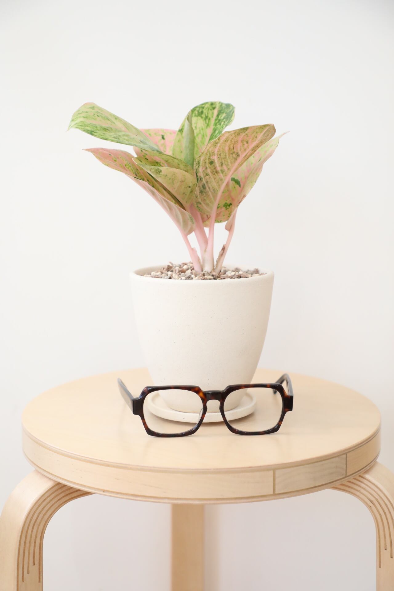 M】アグラオネマ ピンクイメリタス/Aglaonema | 【厳選植物・器