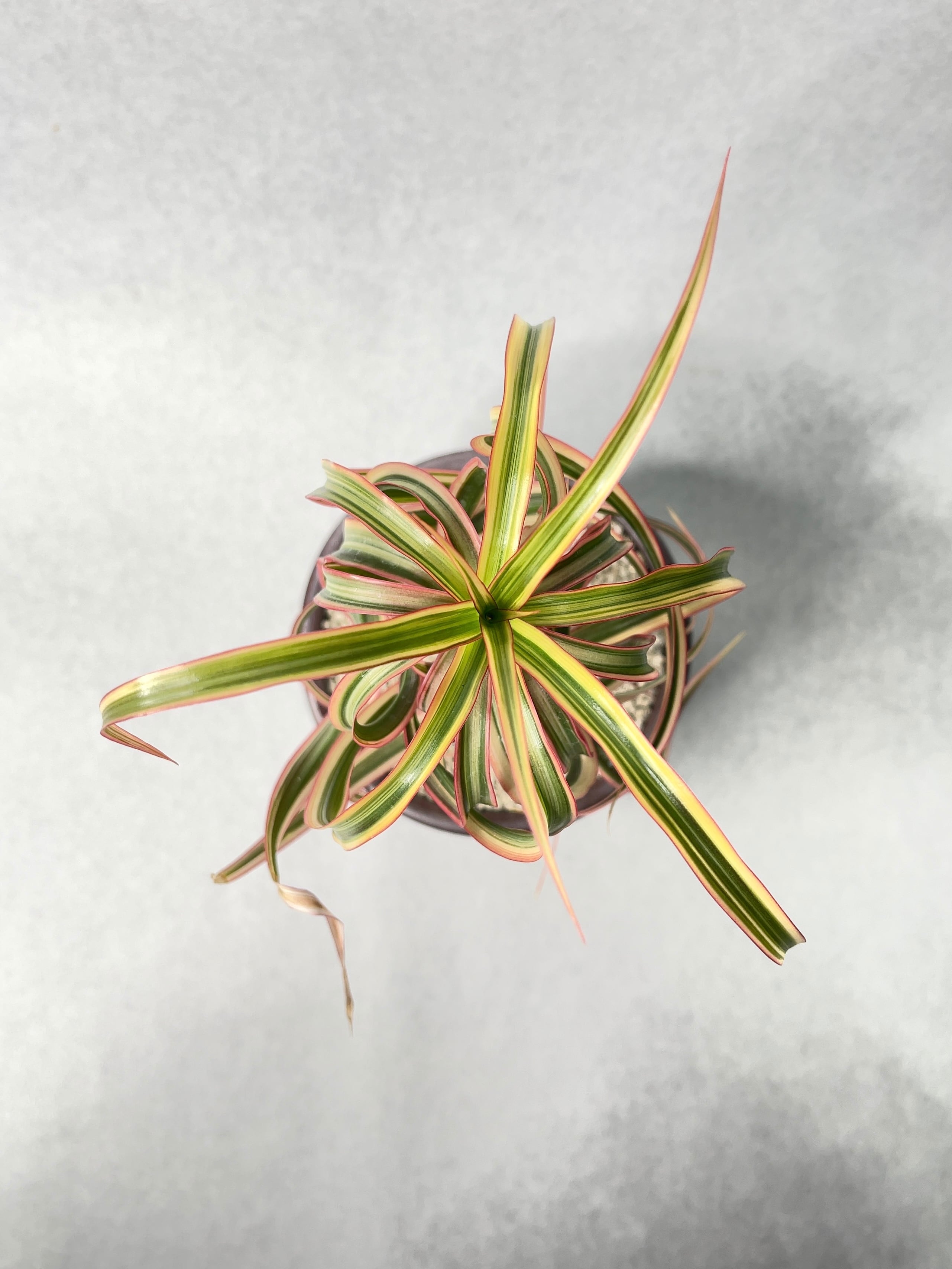 ドラセナ・キュンティー (Dracaena kuntii) ドラセナ キュンティ 「Dracaena concinne Kuhnty 」35A | SHO