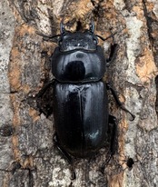 【WD】《ダイオウヒラタ 東ジャワ産 81mm ペア》