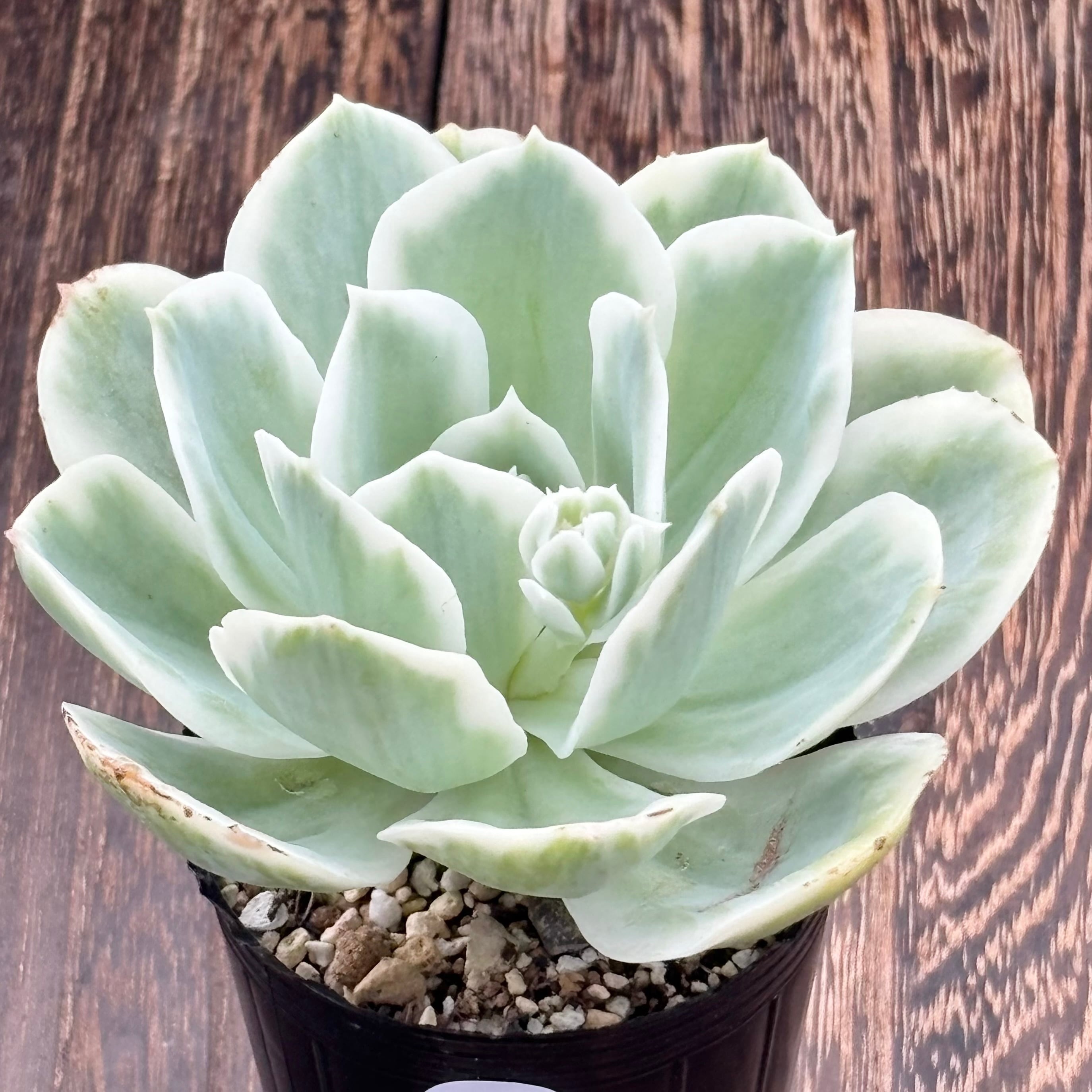 91#多肉植物アエオニウム錦❤️ 白ウエディングドレス ❤️6頭20cm拔き