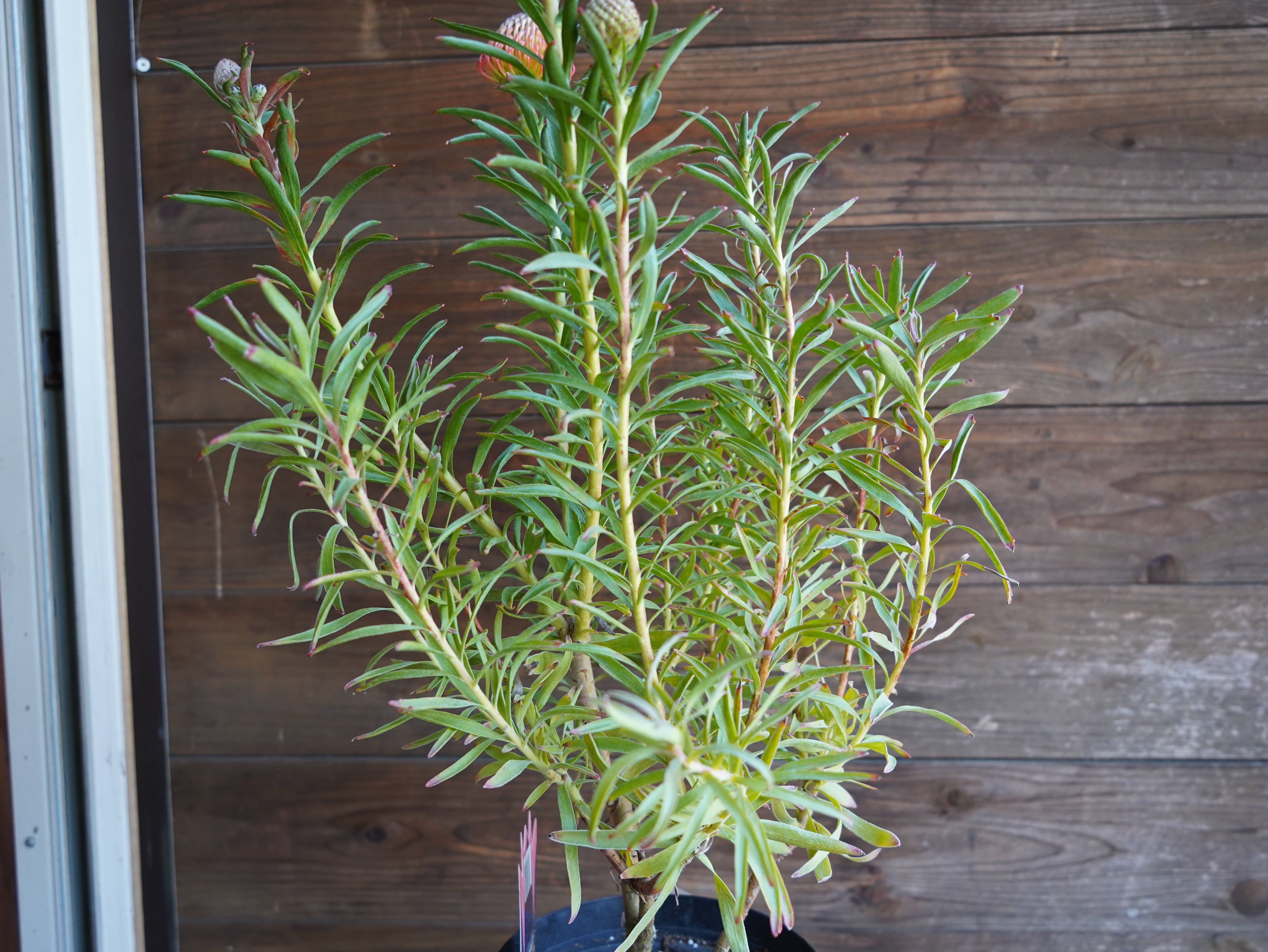 【現物】リューコスペルマム "コーディフォリウム"