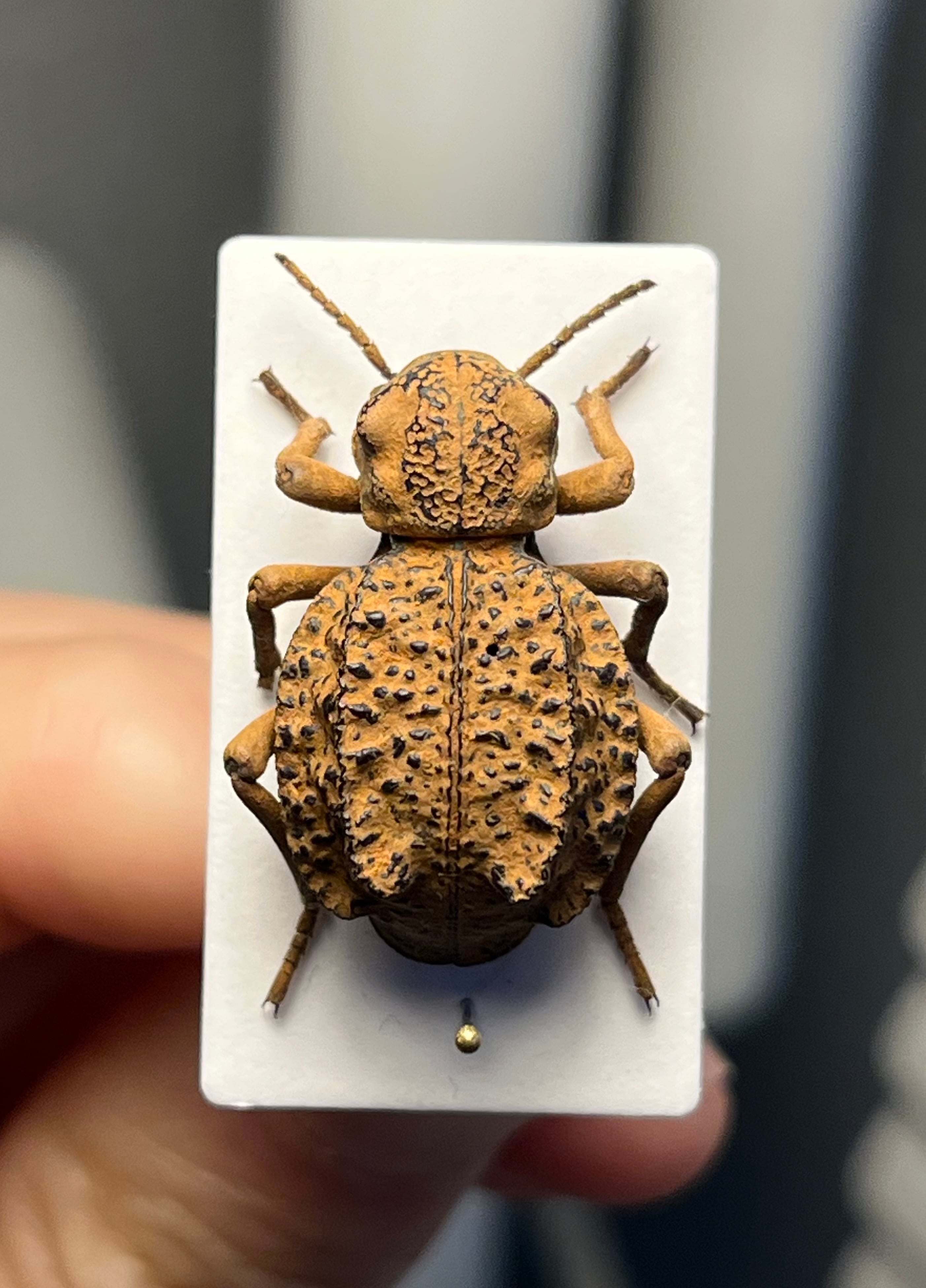土遁土流壁を使ってきそうなケニアのゴミムシダマシ 標本 キリアツメ