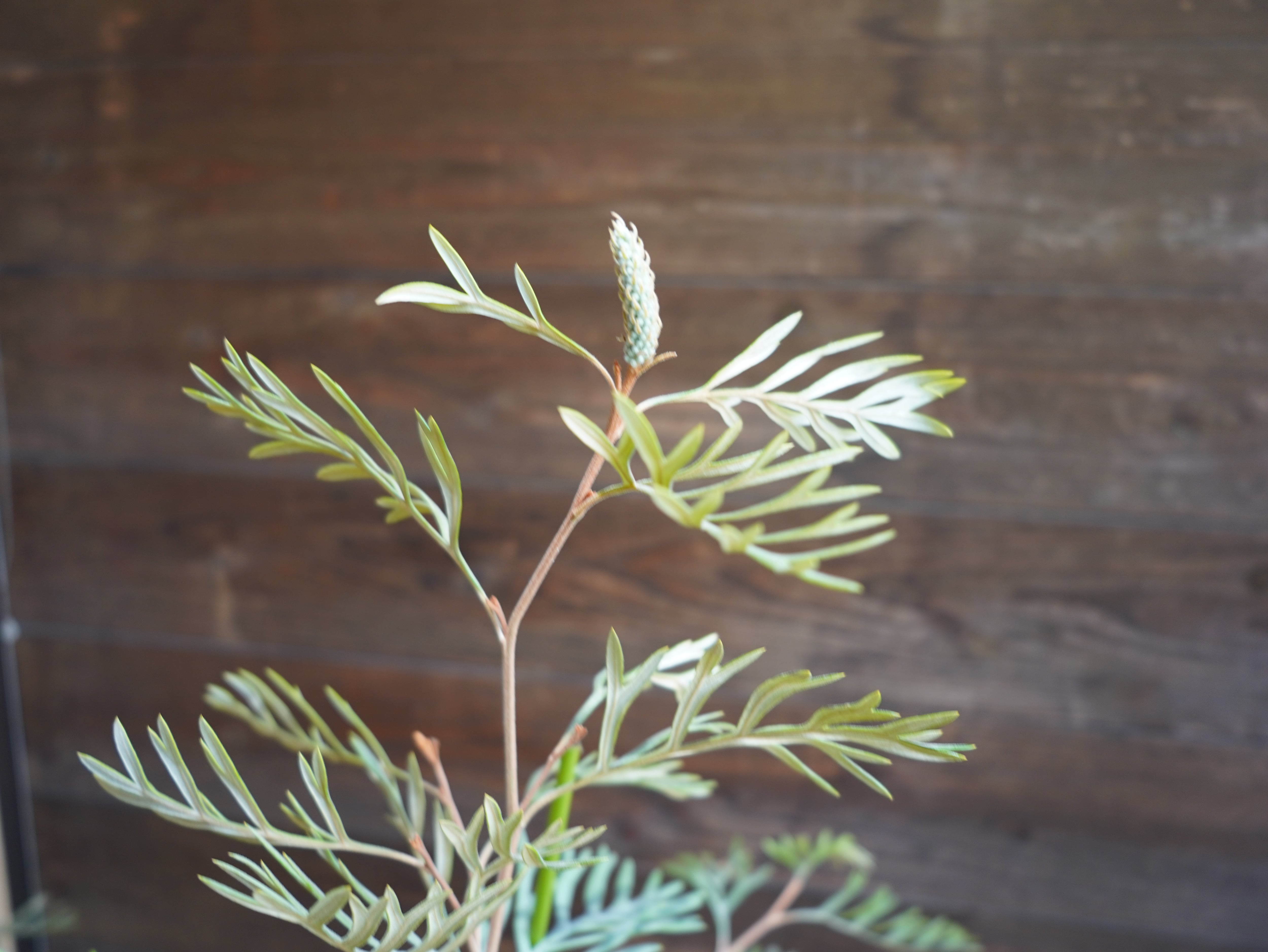 【現物】グレビレア　”ドーンパープル”　C