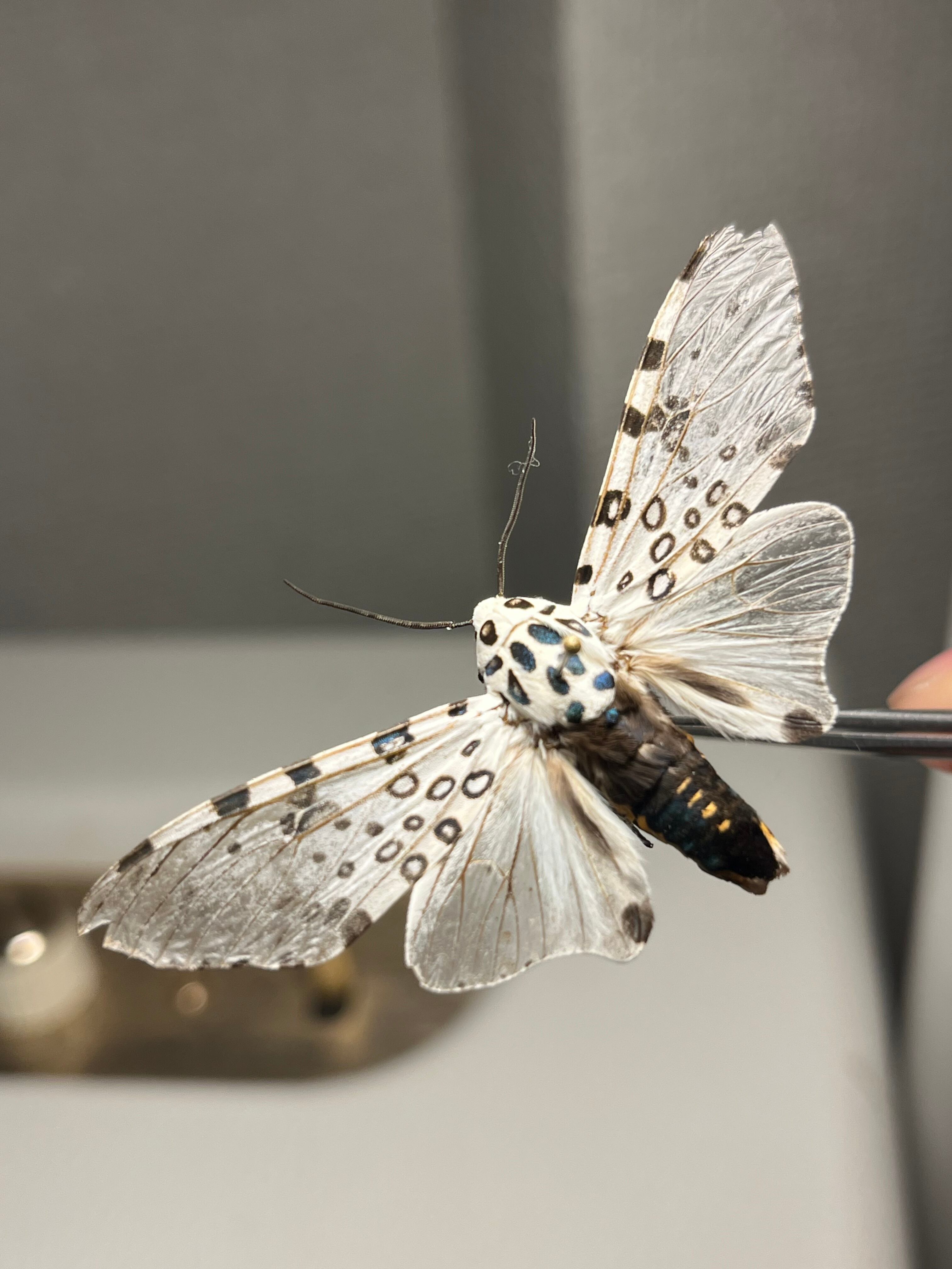 Heterometrus longimanus 成体ペア  アジアンロングクロースコーピオン　チャグロサソリ 57708c1b6f06b811da828f0aa0a0c1